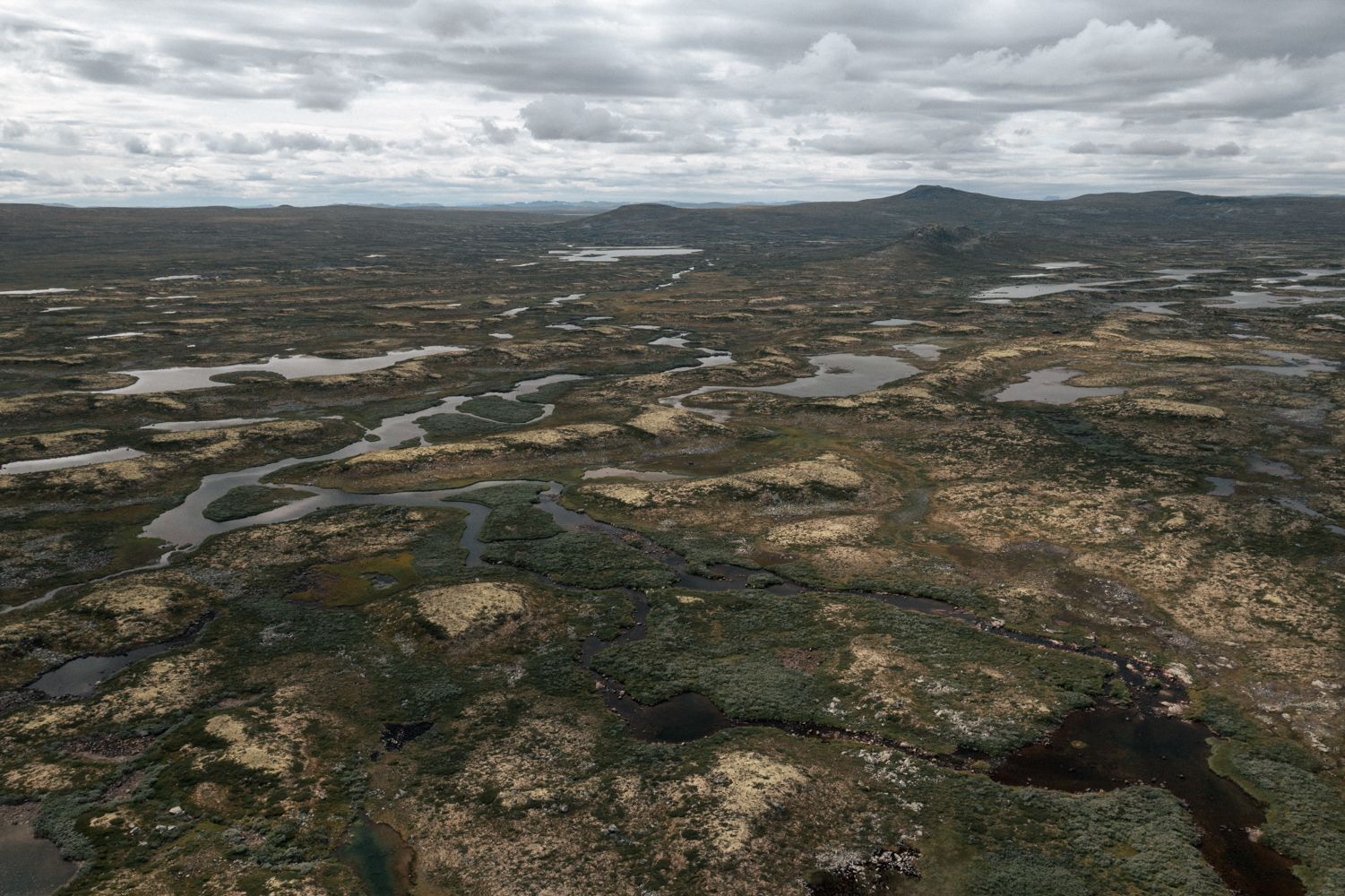 Hardangervidda x Yrjan Olsnes 2021-0633