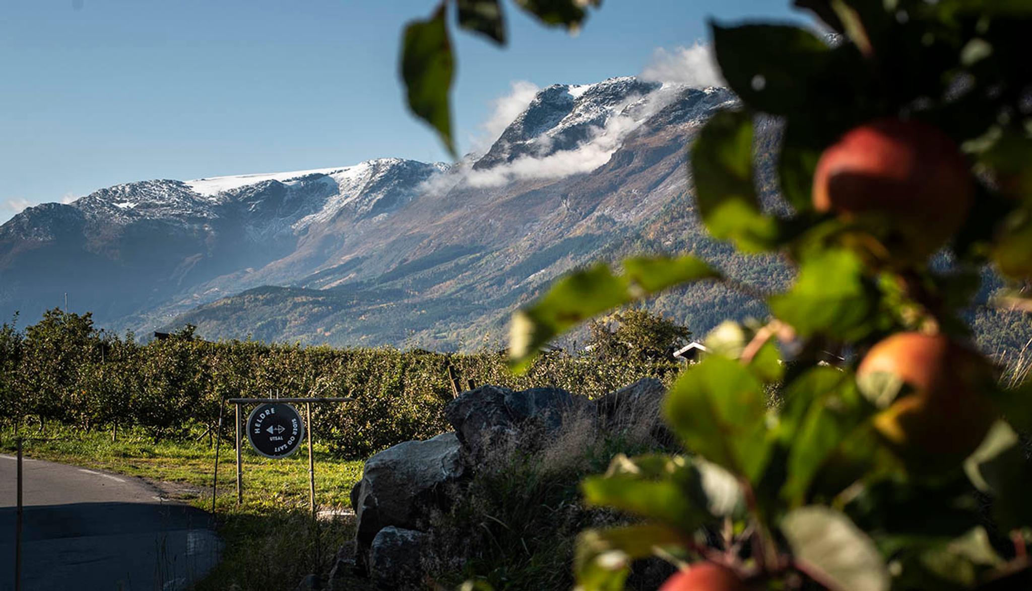 Utsikt over Hardangerfjorden med frukttre og fjell i bakgrunnen ved Helleland Gard.
