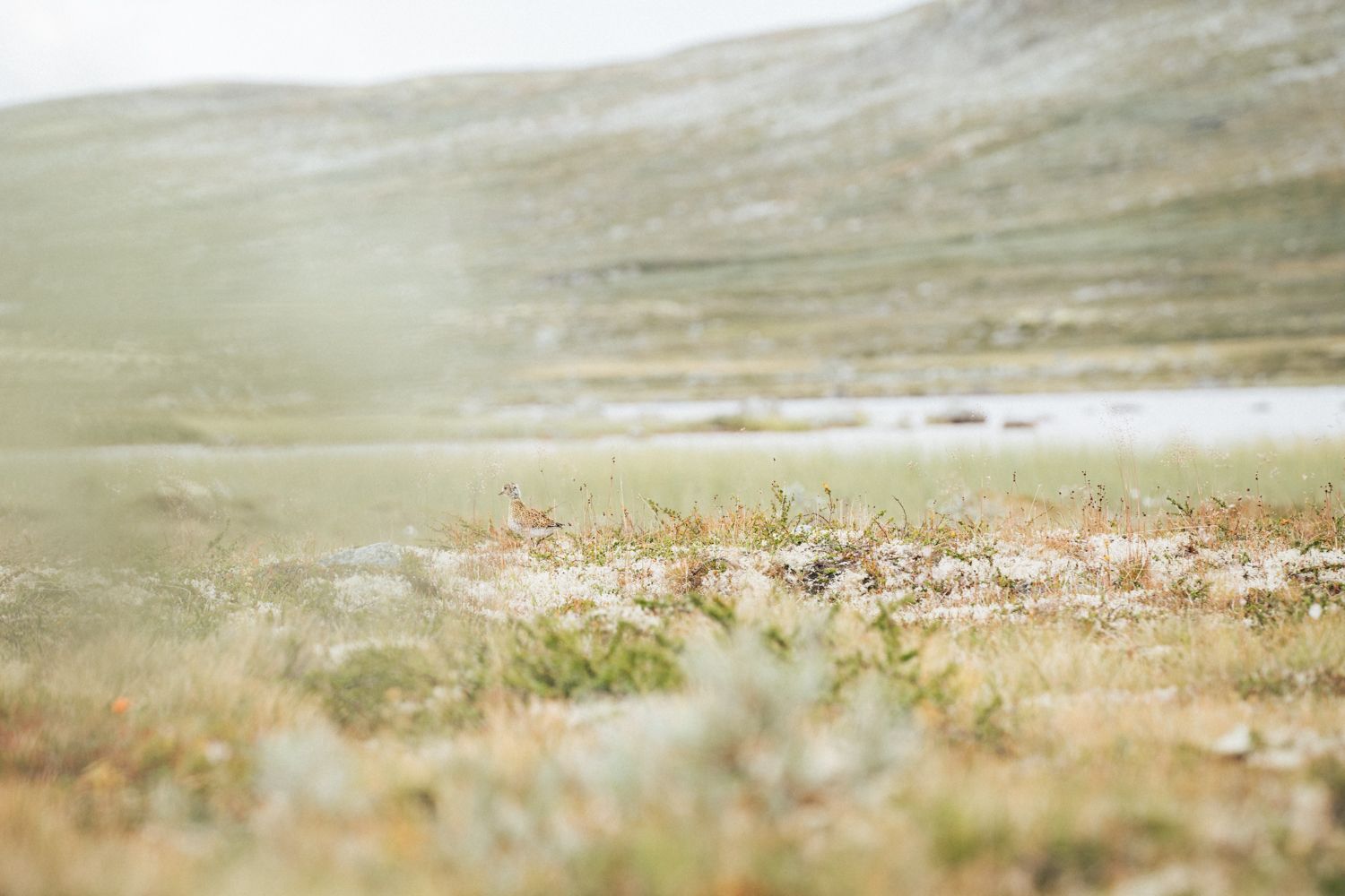 Hardangervidda x Yrjan Olsnes 2021-08328