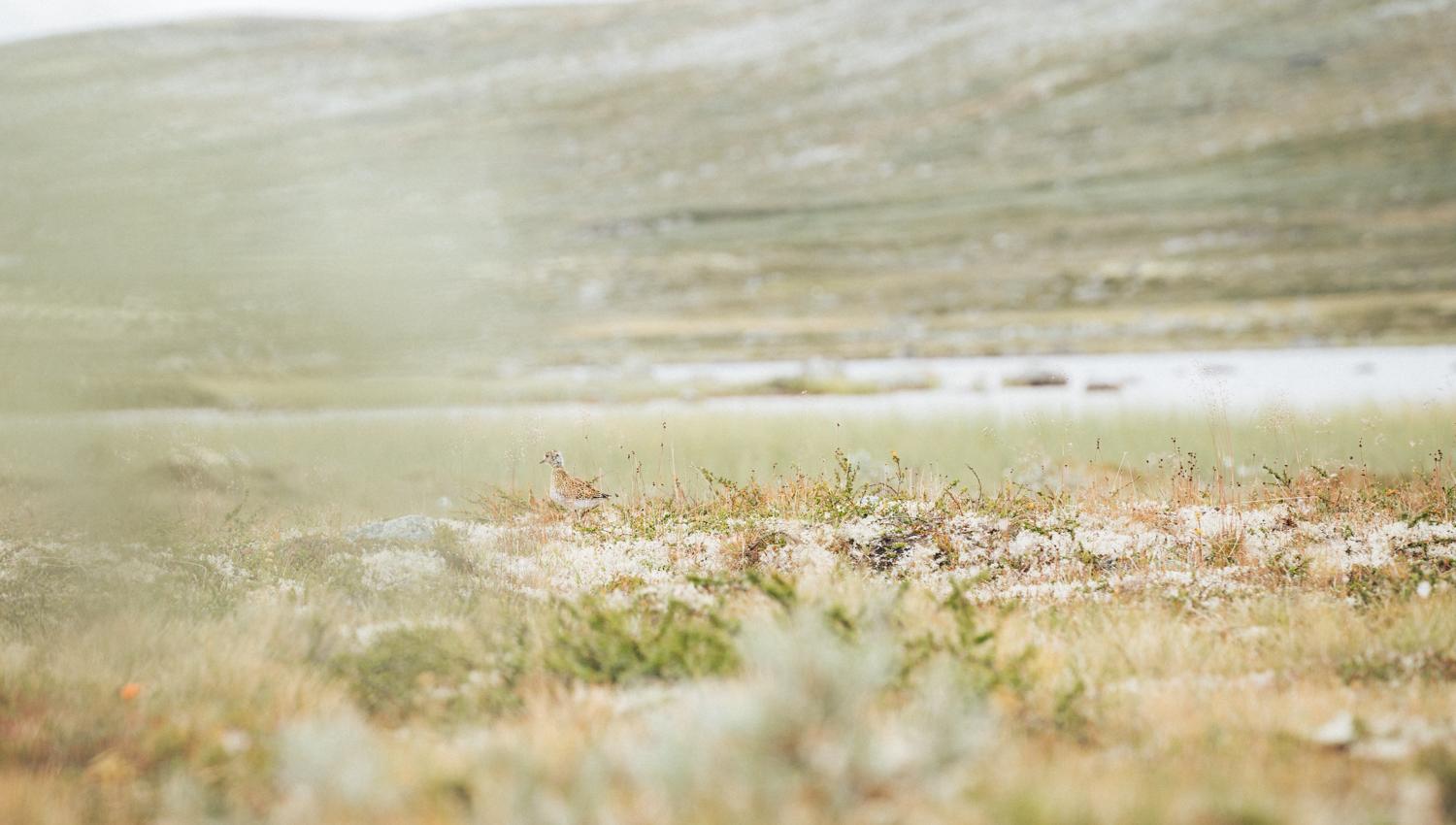 Hardangervidda x Yrjan Olsnes 2021-08328