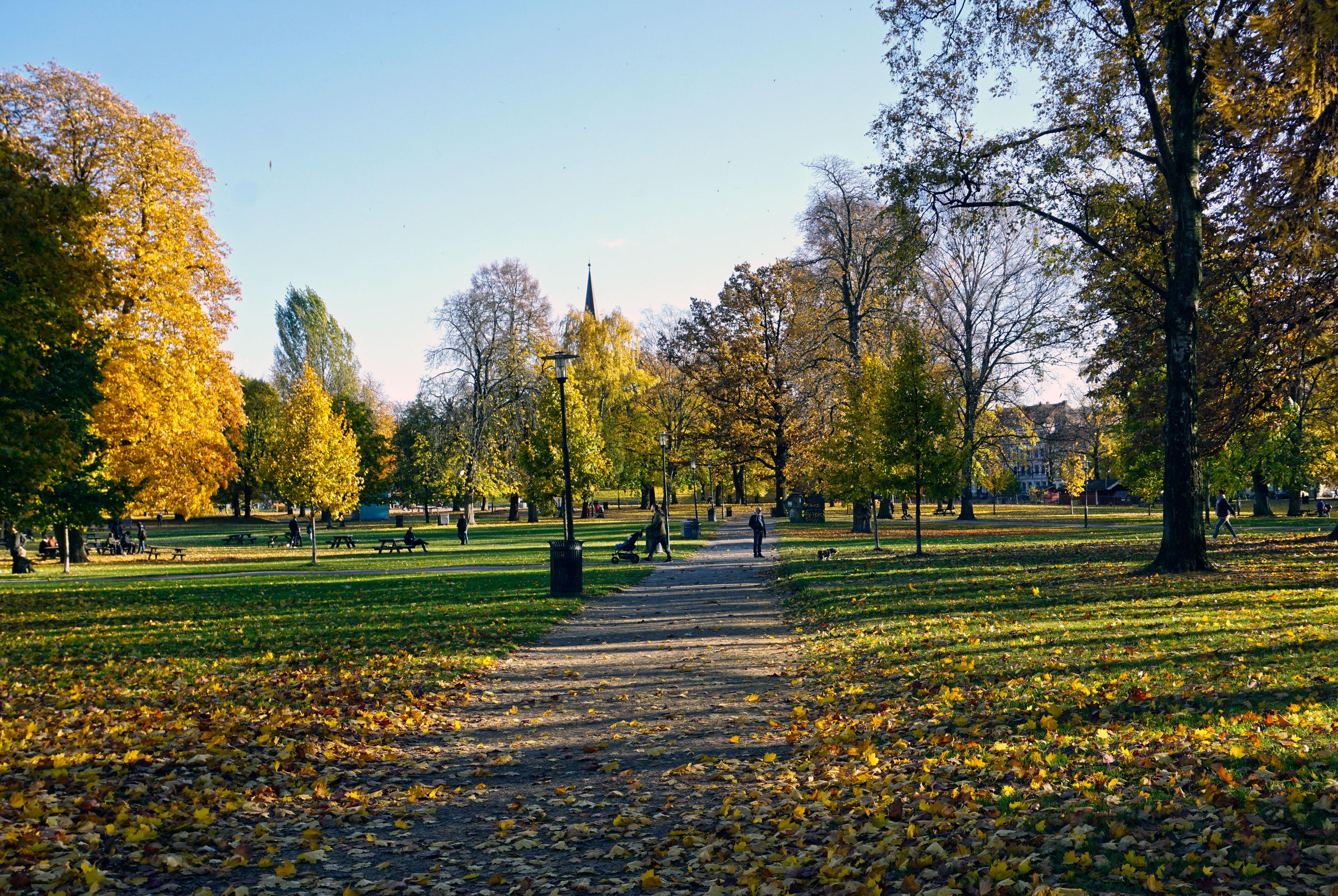 Sofienbergparken during fall