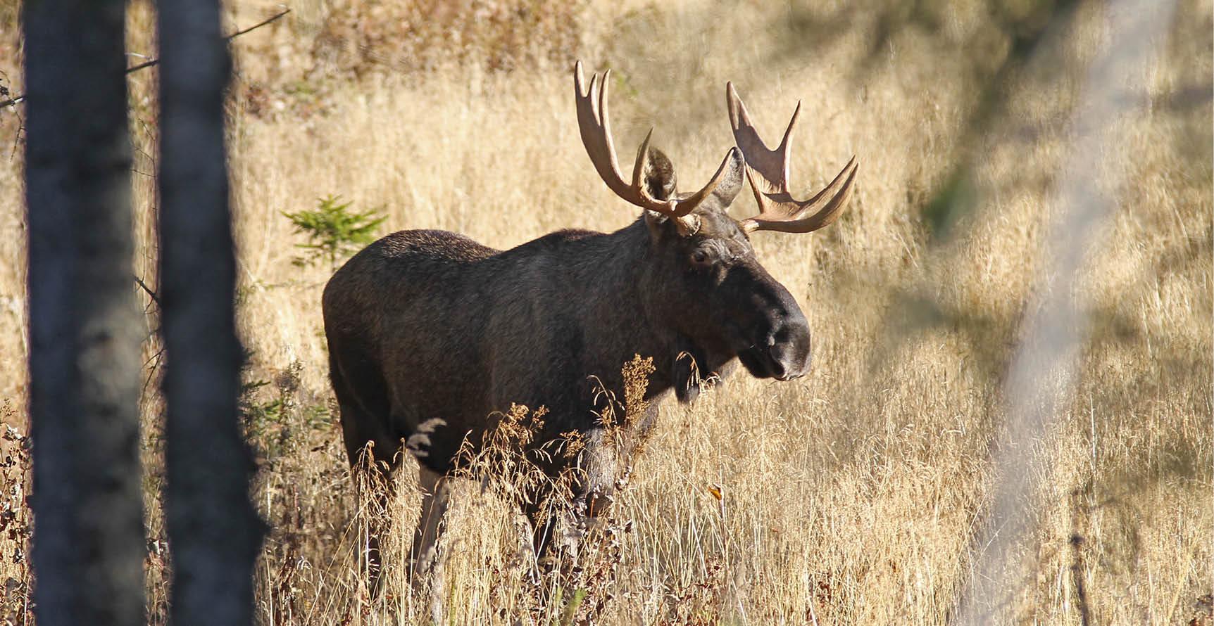 Elgsafari-Jørgen Skaug