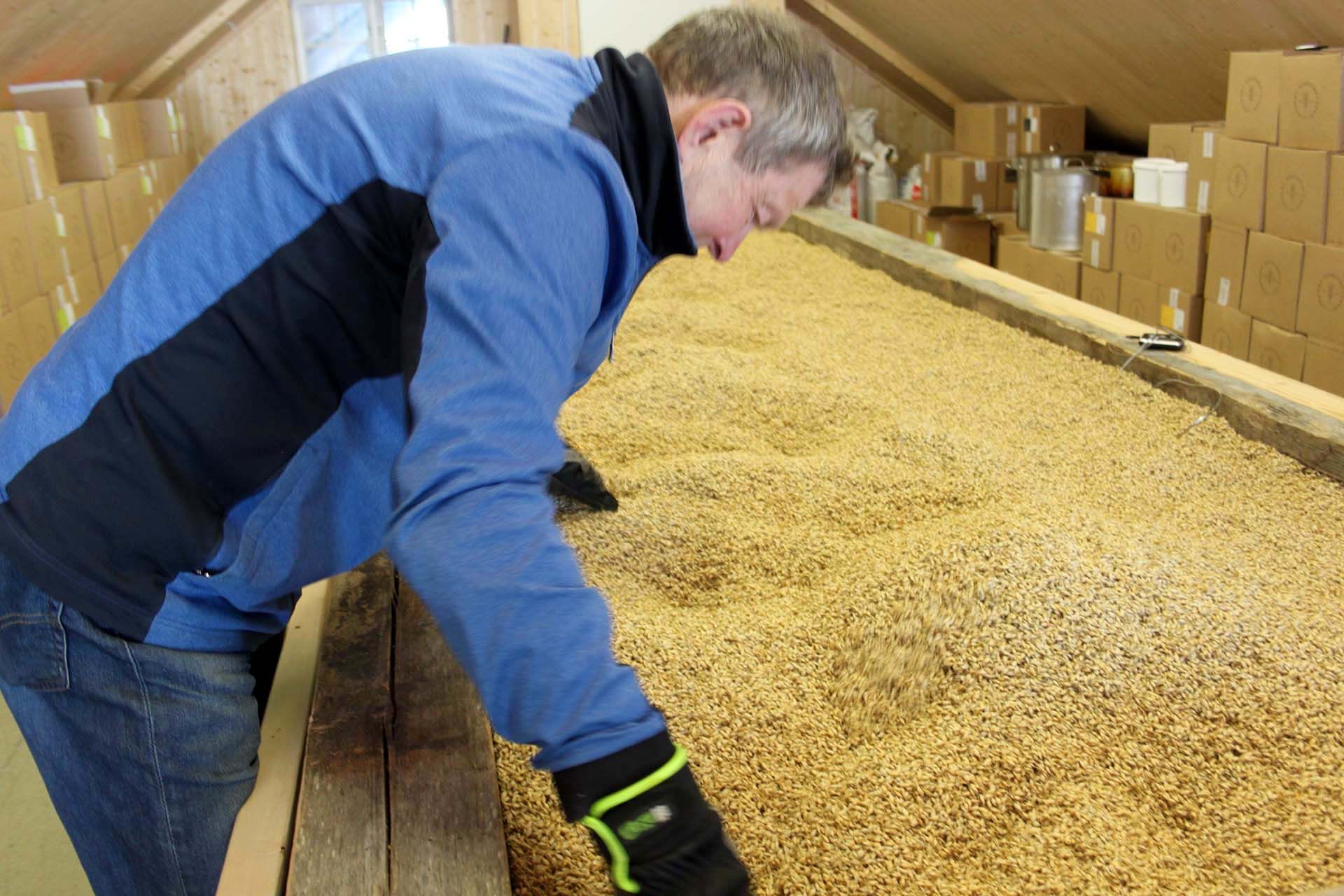 Per Morten vender korn under malteprosessen