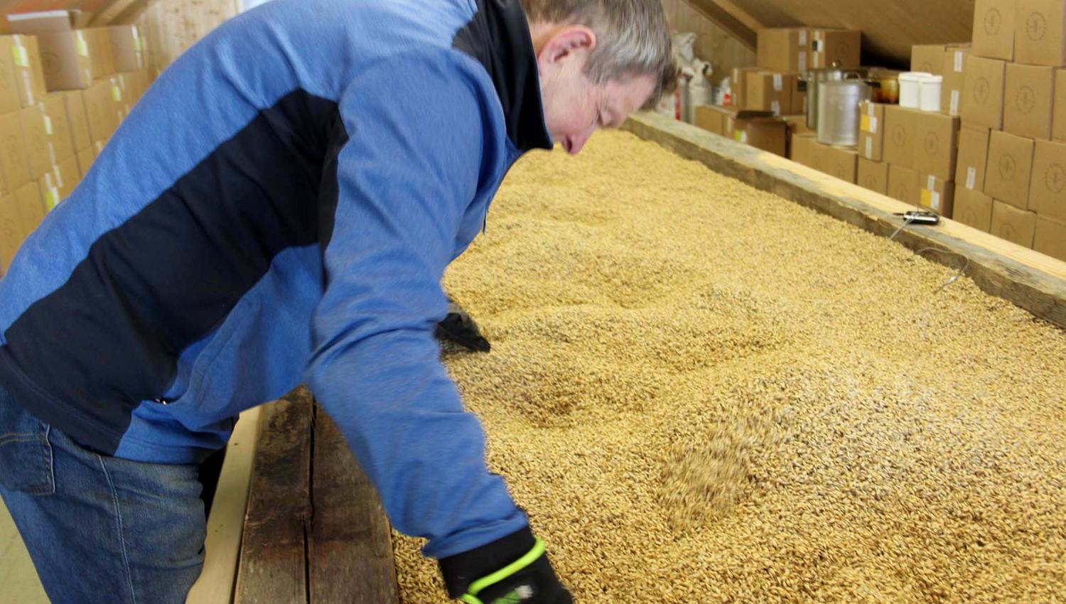Per Morten vender korn under malteprosessen