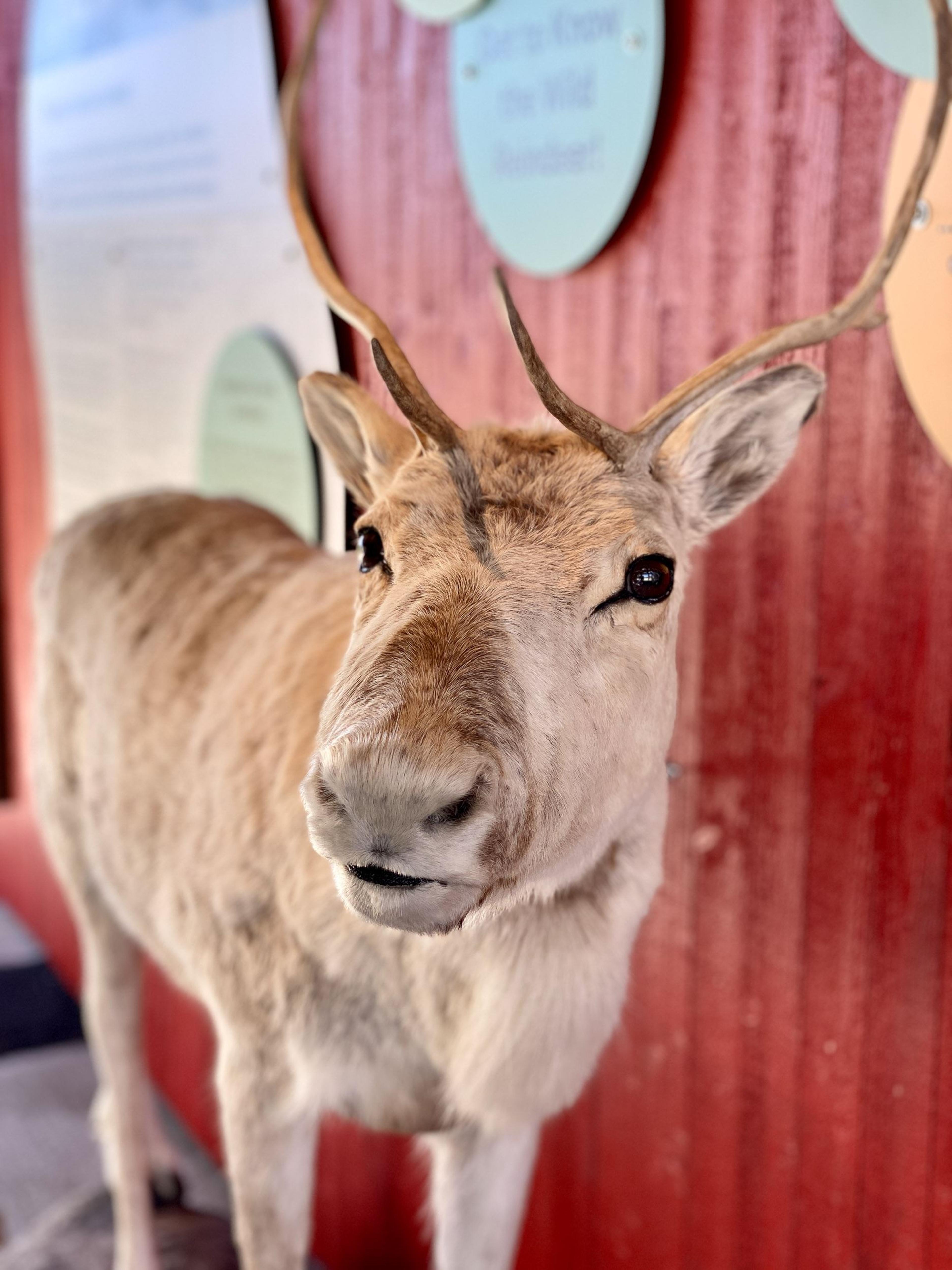 VISITOR CENTRE WILD REINDEER