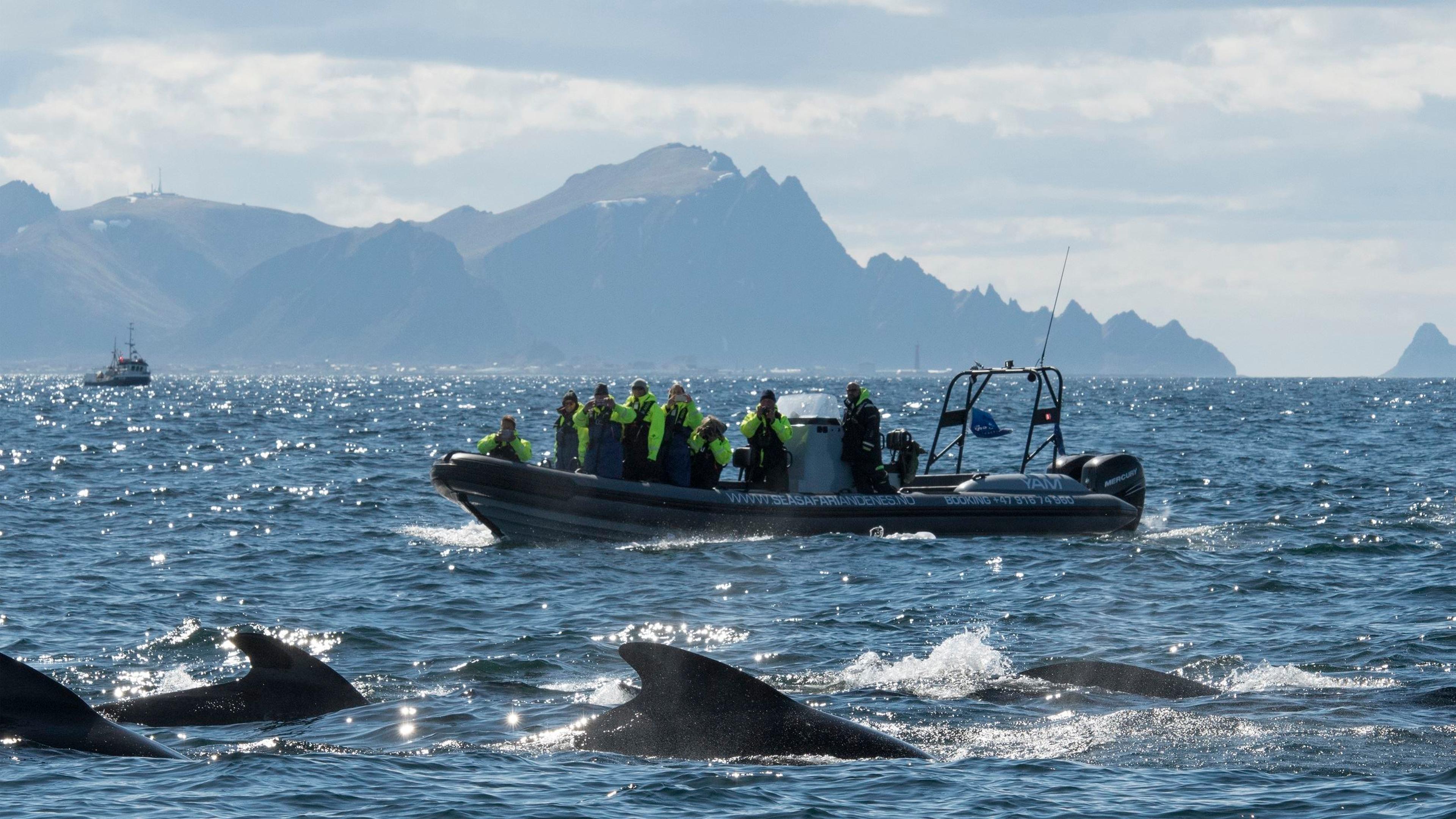 Hvalsafari med RIB i Andenes