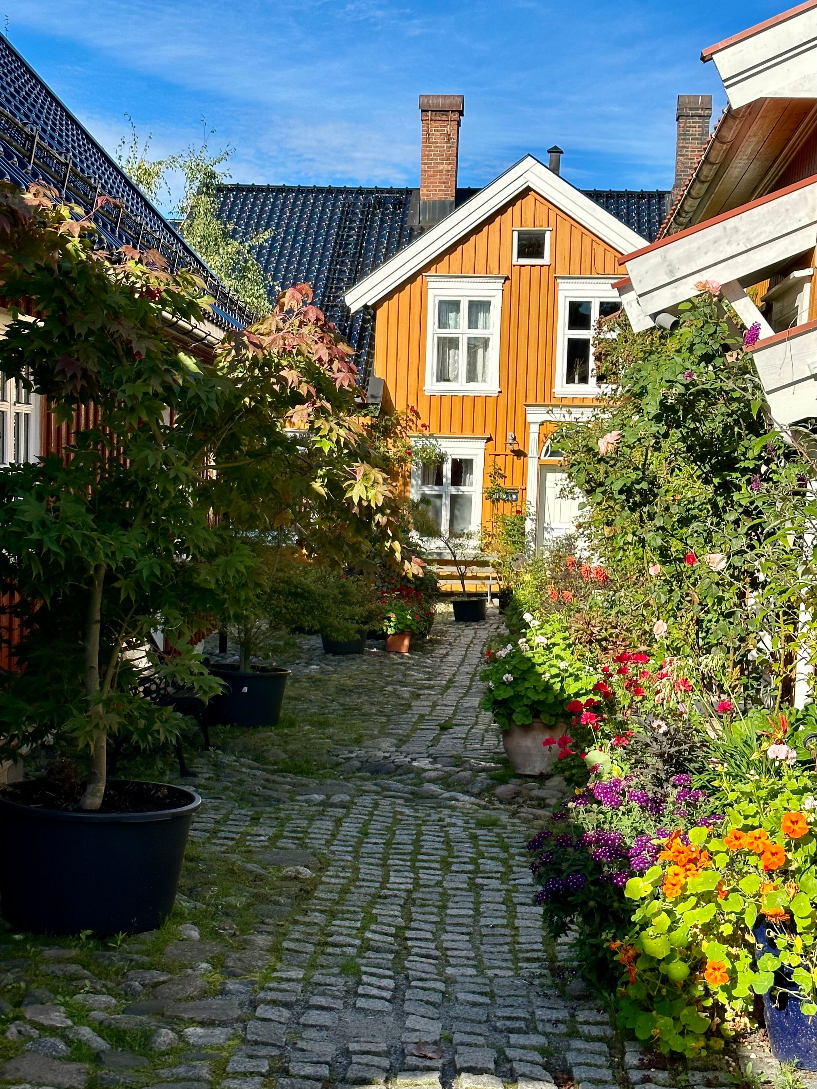 Bilde fra hagen