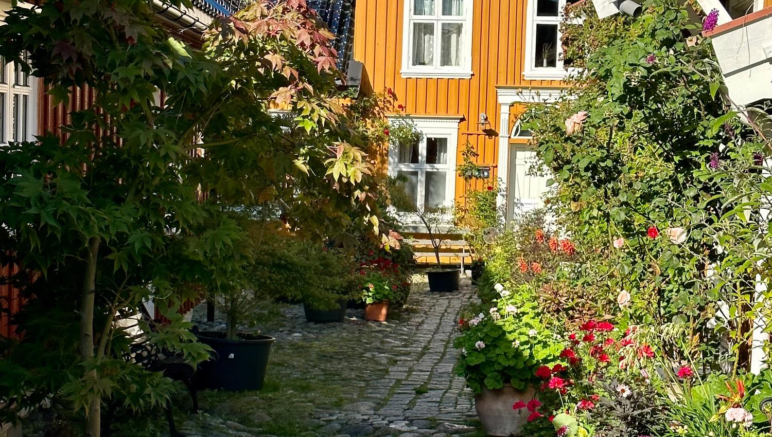 Bilde fra hagen