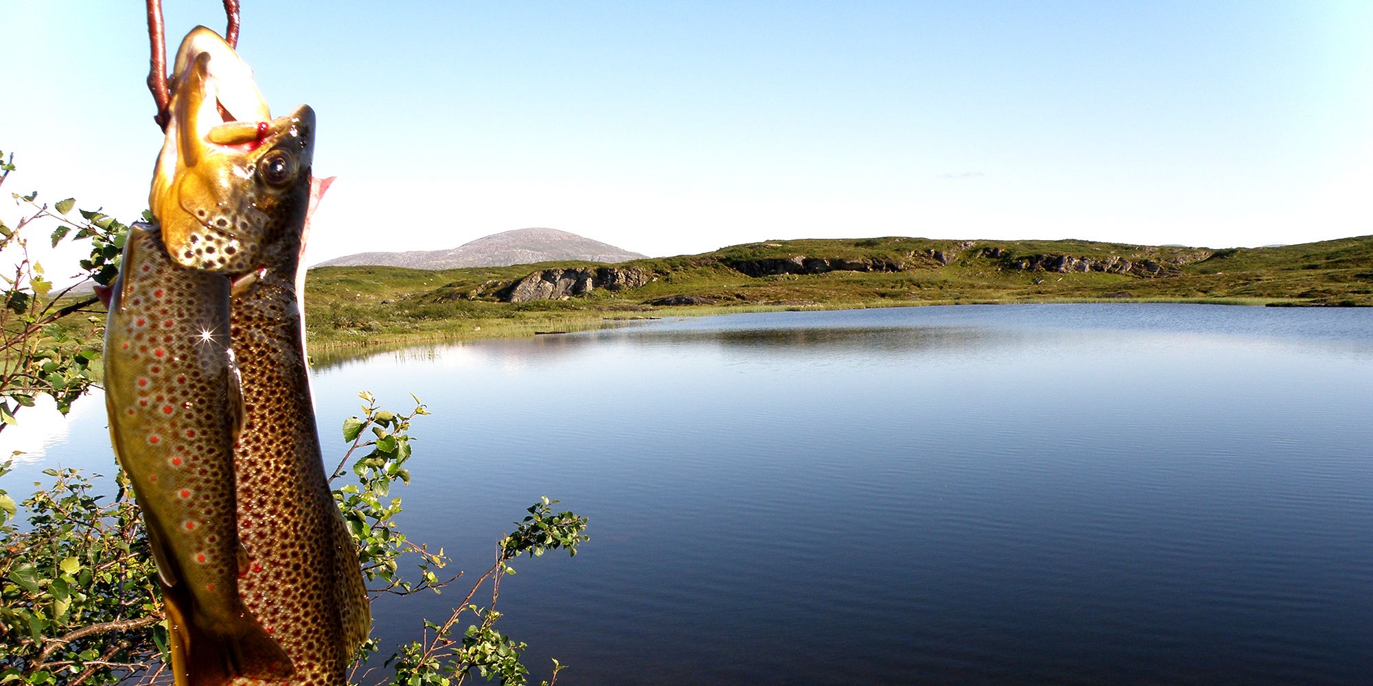 Trout with Skjækerhatten in the background
