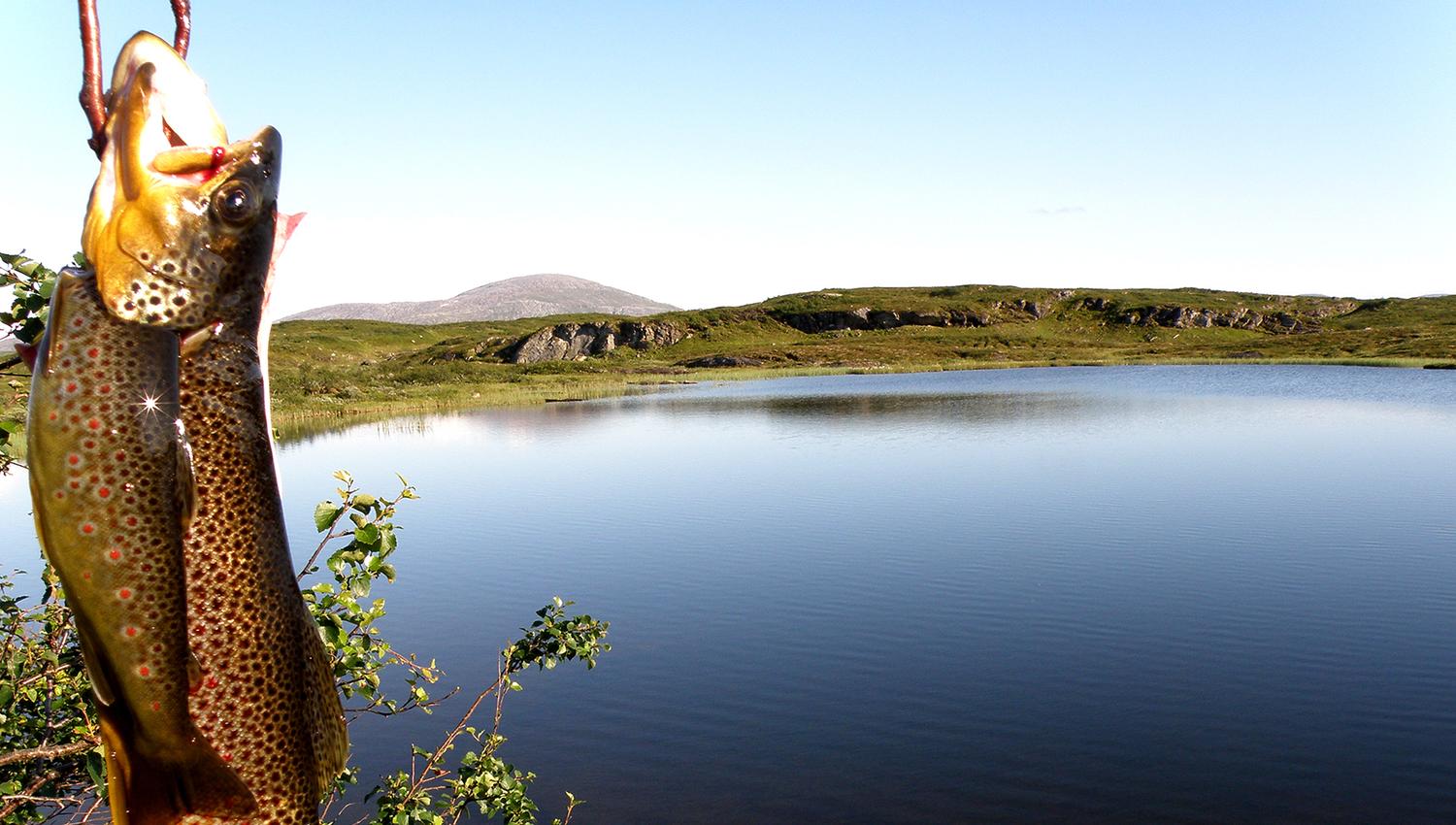 Trout with Skjækerhatten in the background