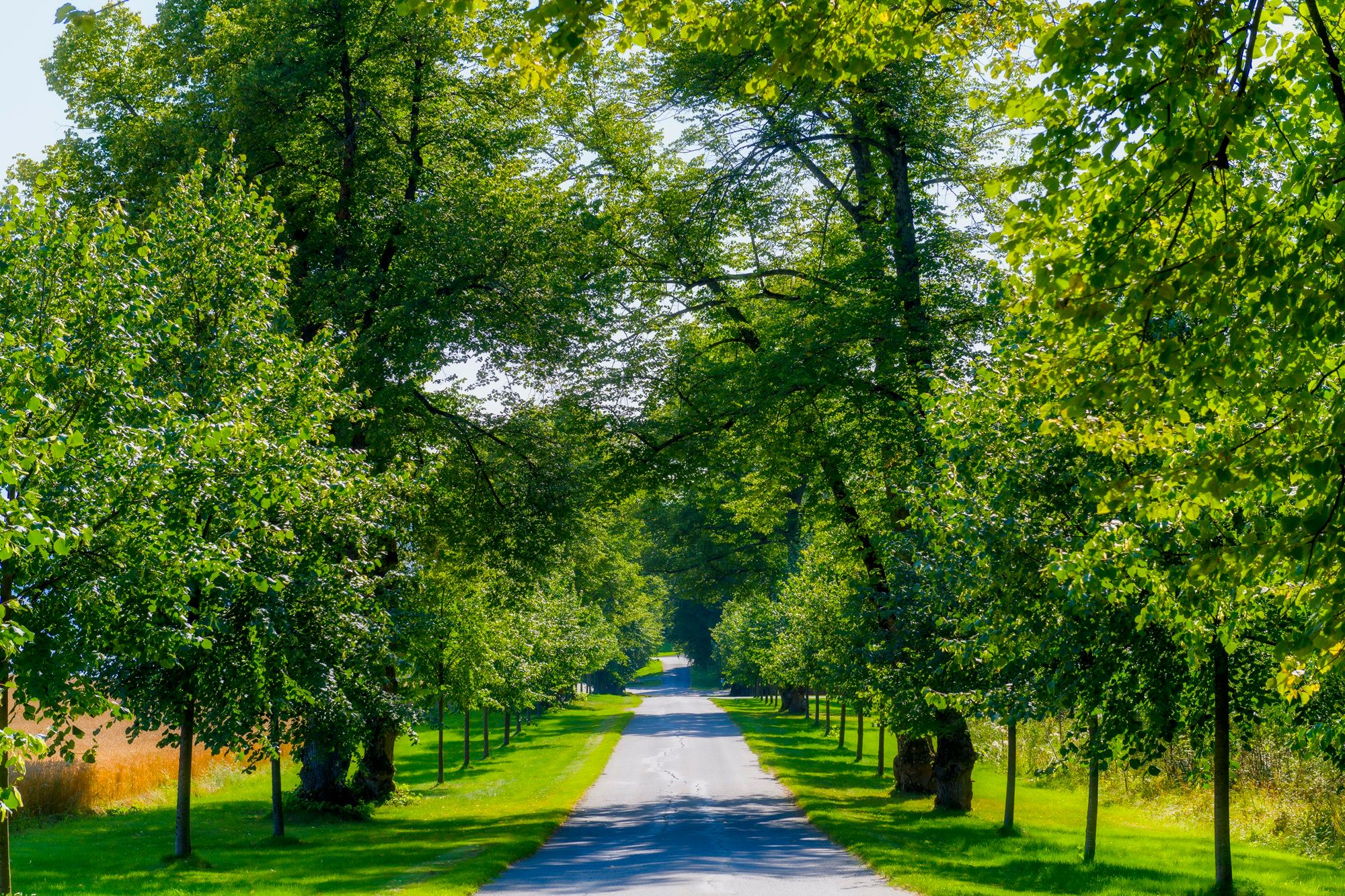 Lind alleen på Hoel Gård