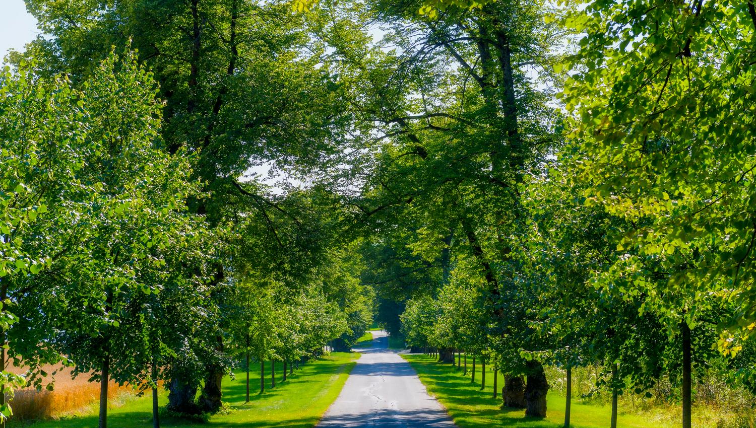 Lind alleen på Hoel Gård