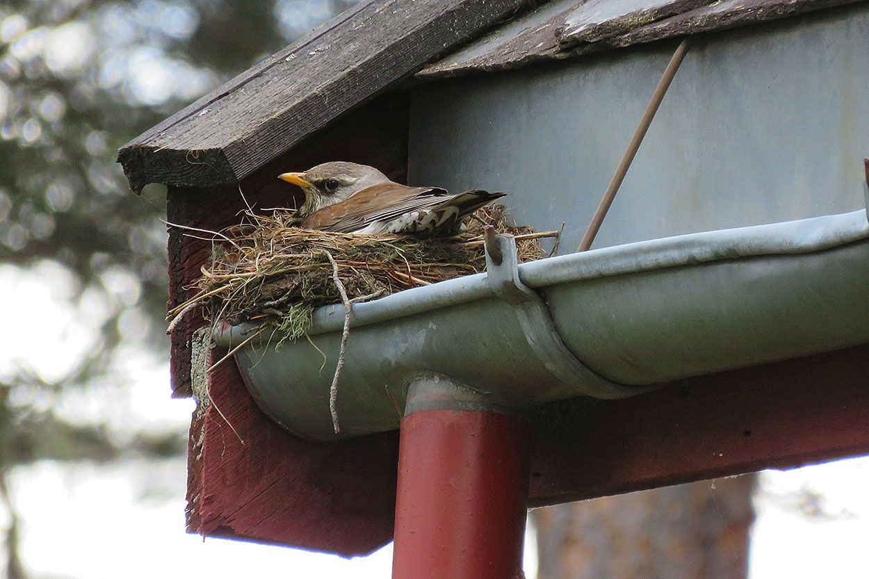 web_gråtrost_IMG_1030