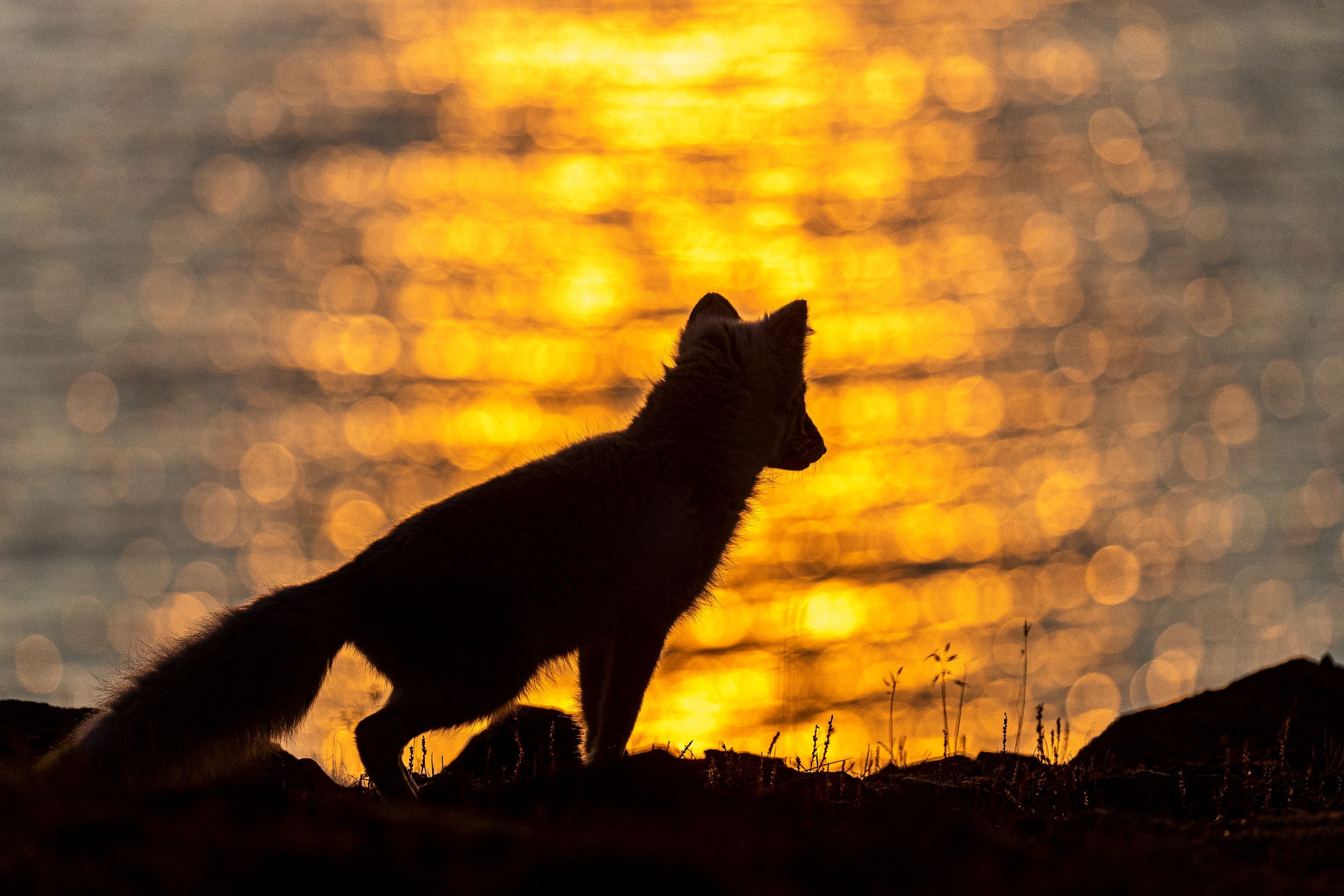 Silhouette of an Arctic fox in front of a sunset by the water.