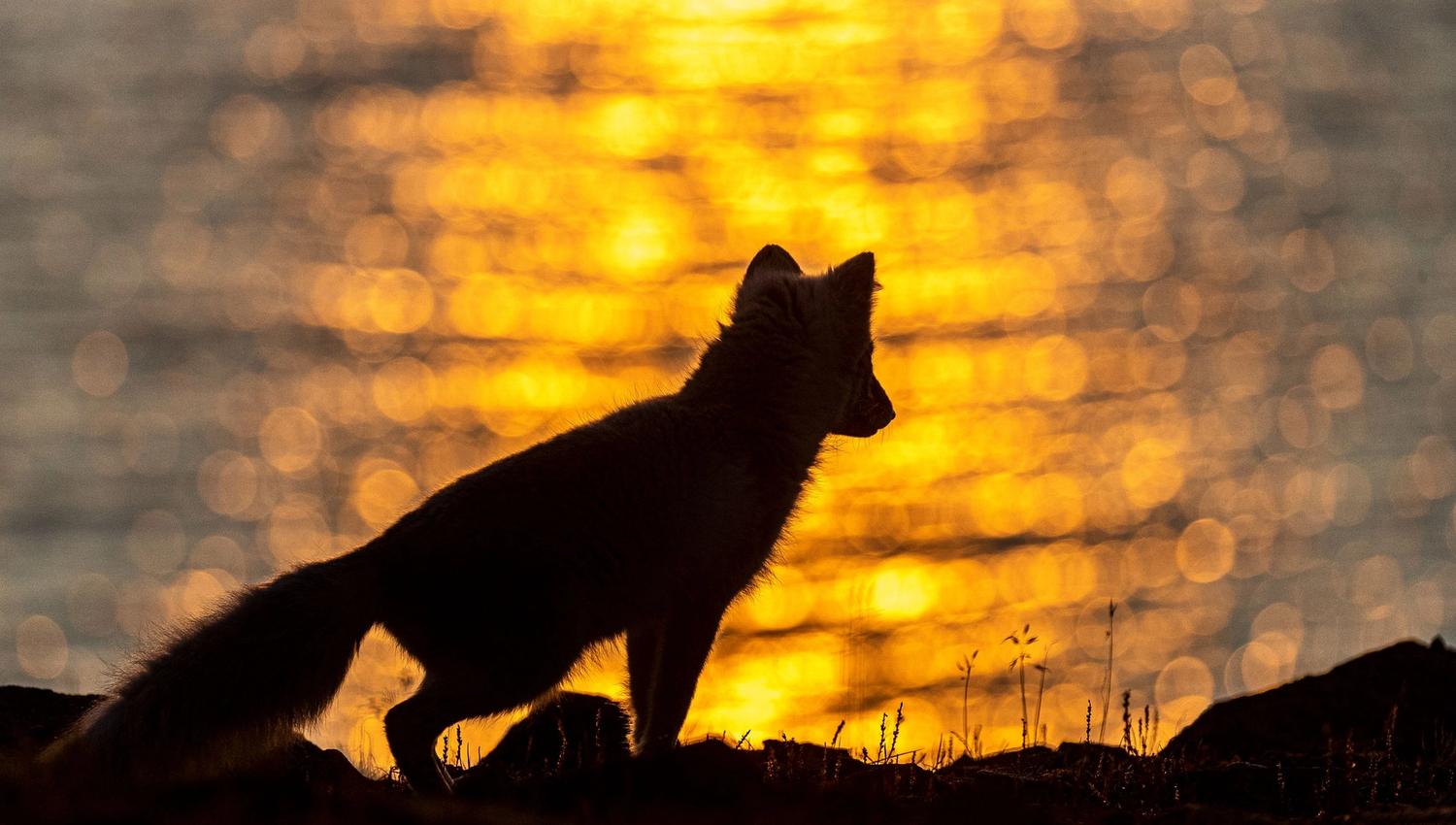 Silhouette of an Arctic fox in front of a sunset by the water.