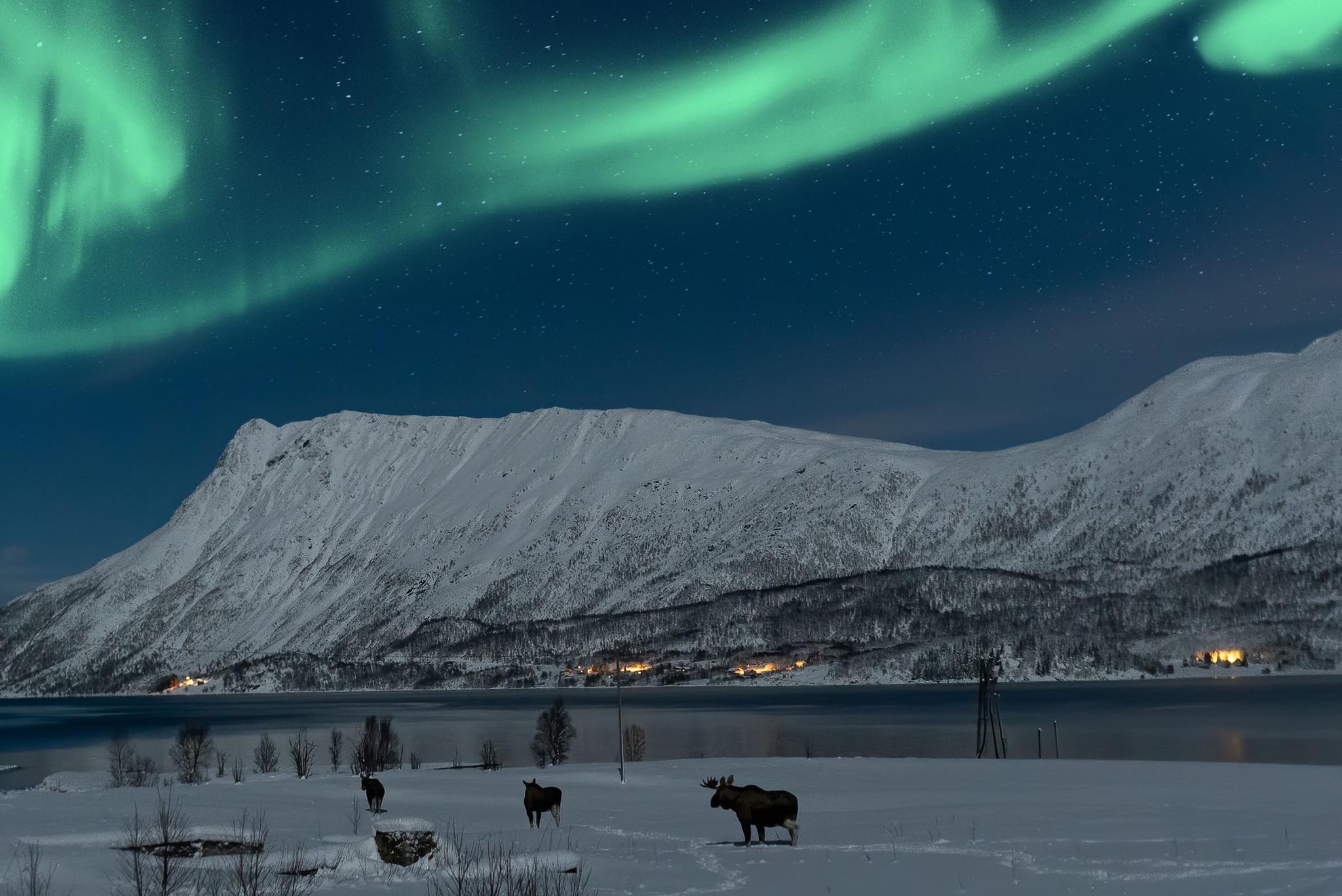 Moose Safari under the northern lights