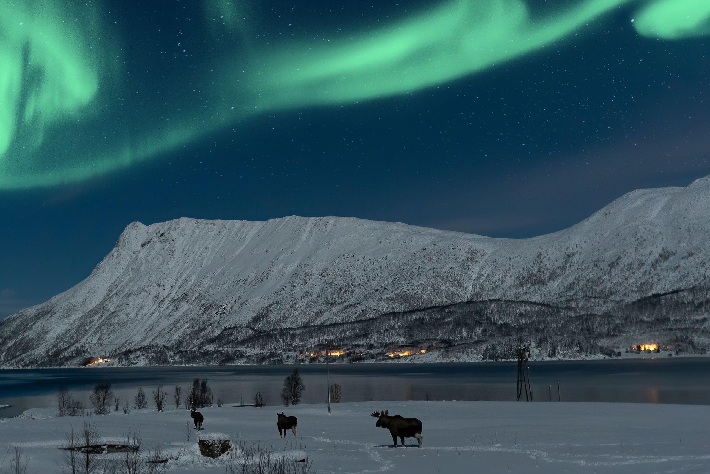 Moose Safari under the northern lights