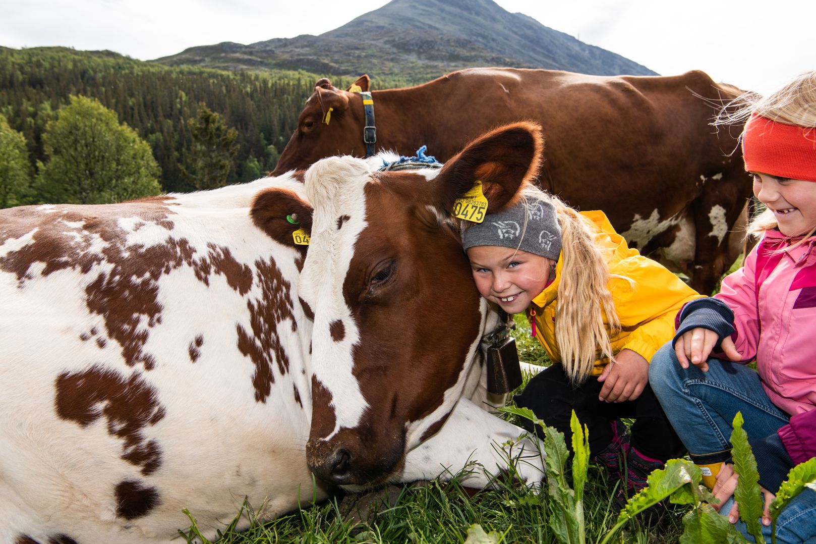 Selstali Seter kos med kuer Fotograf Jacobsen
