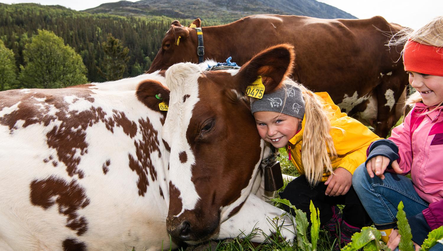 Selstali Seter kos med kuer Fotograf Jacobsen