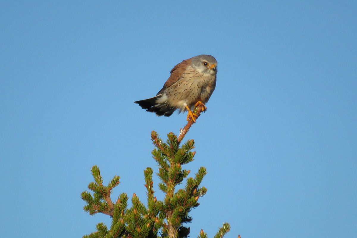Common kestrels (Falco tinnunculus) often can been found hunting over Stølsvidda near Brattåsen.  