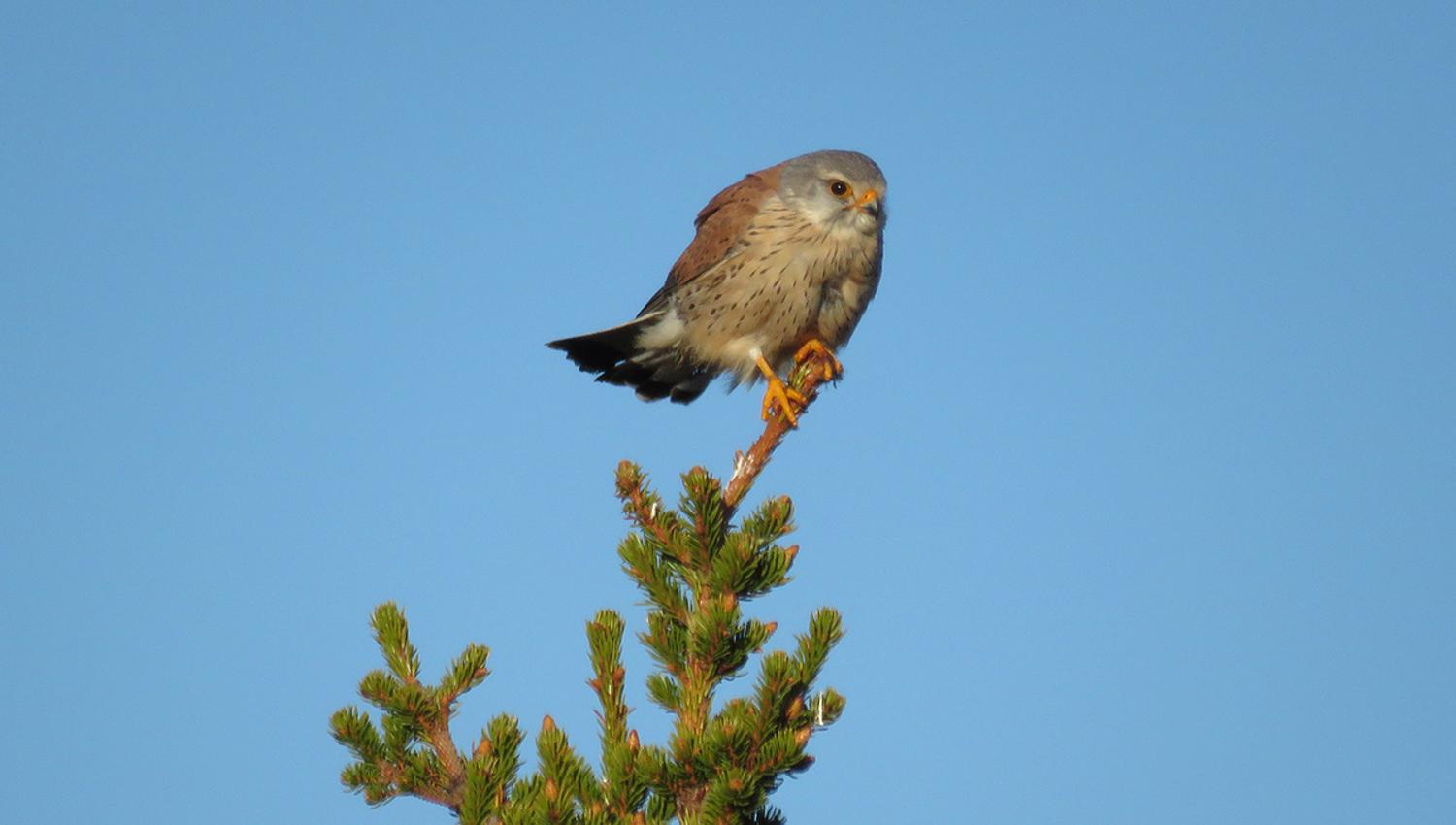 Common kestrels (Falco tinnunculus) often can been found hunting over Stølsvidda near Brattåsen.