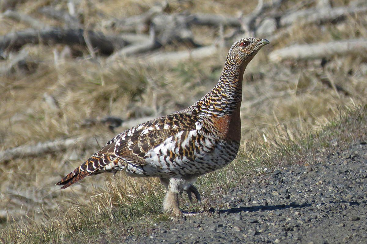 A female Western capercaillie walks along the road side in the sunshine. The feathered legs and feet are clearly visible.