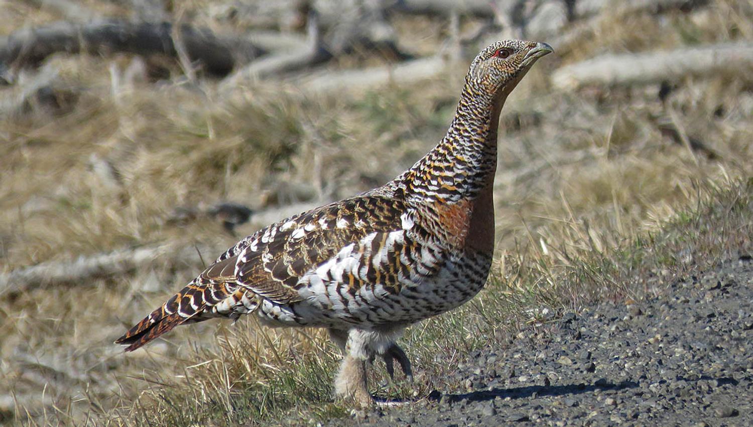 A female Western capercaillie walks along the road side in the sunshine. The feathered legs and feet are clearly visible.