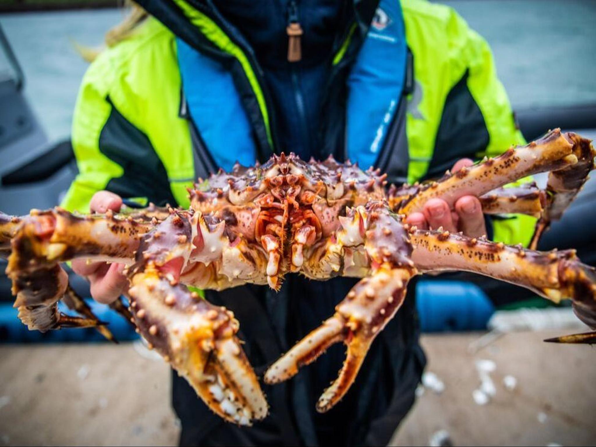 Møt levende kongekrabbe og bli med på stranda