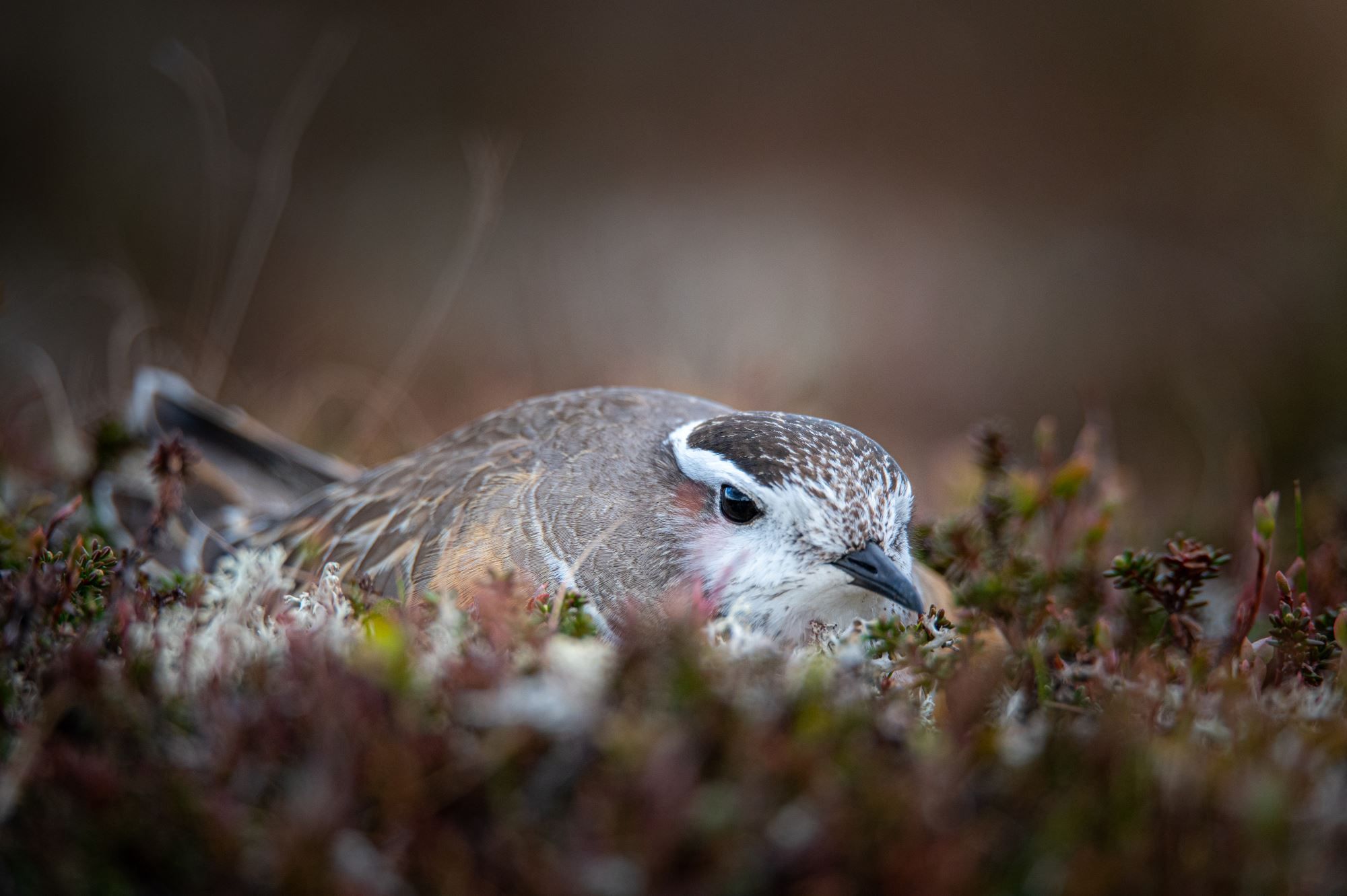 Bird watching with guide