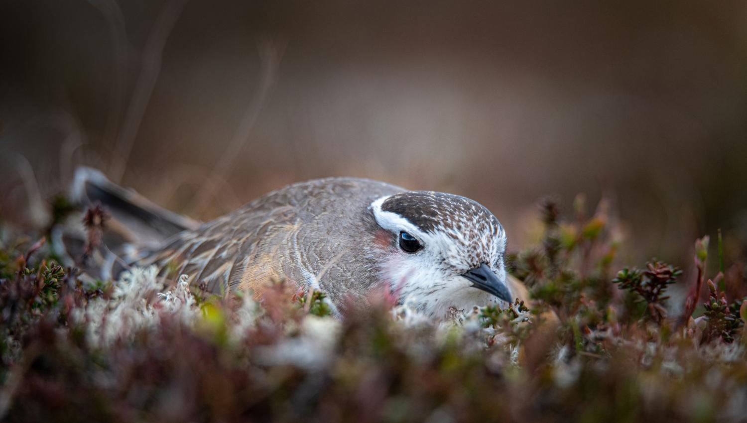 Bird watching with guide