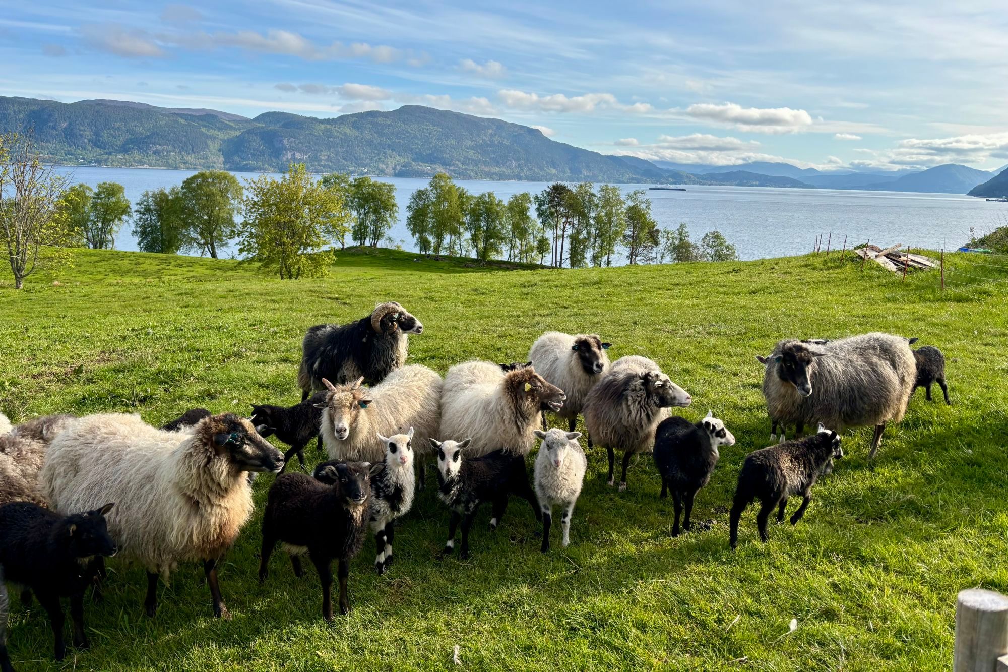 Hils på villsauene.