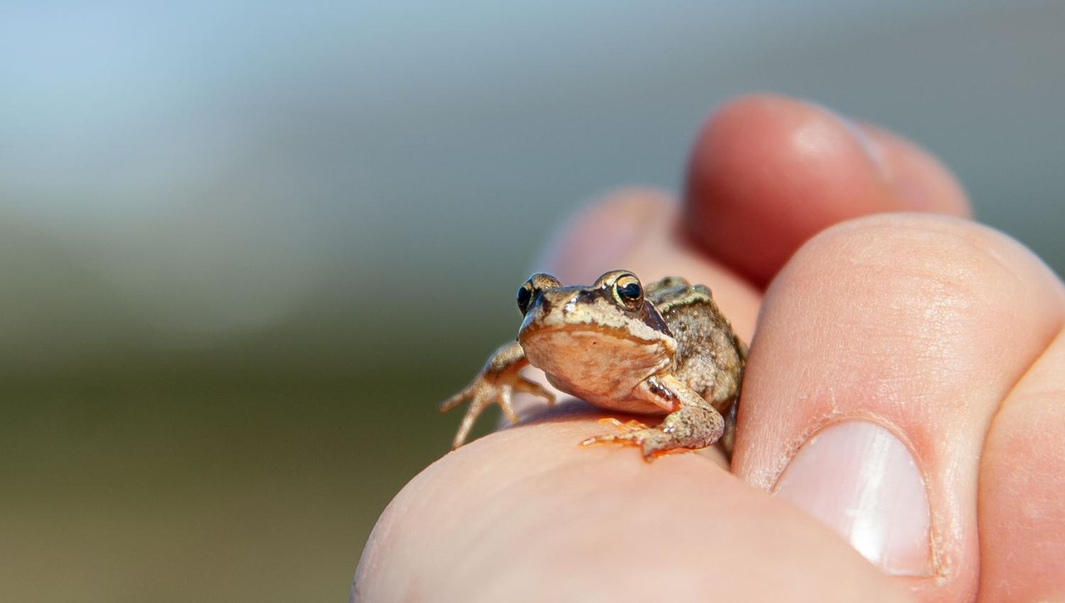 Moskussafari