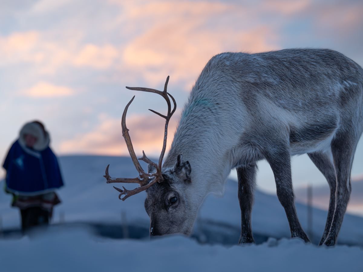 Reindeer with antlers in the snow, bending its head towards the ground.
