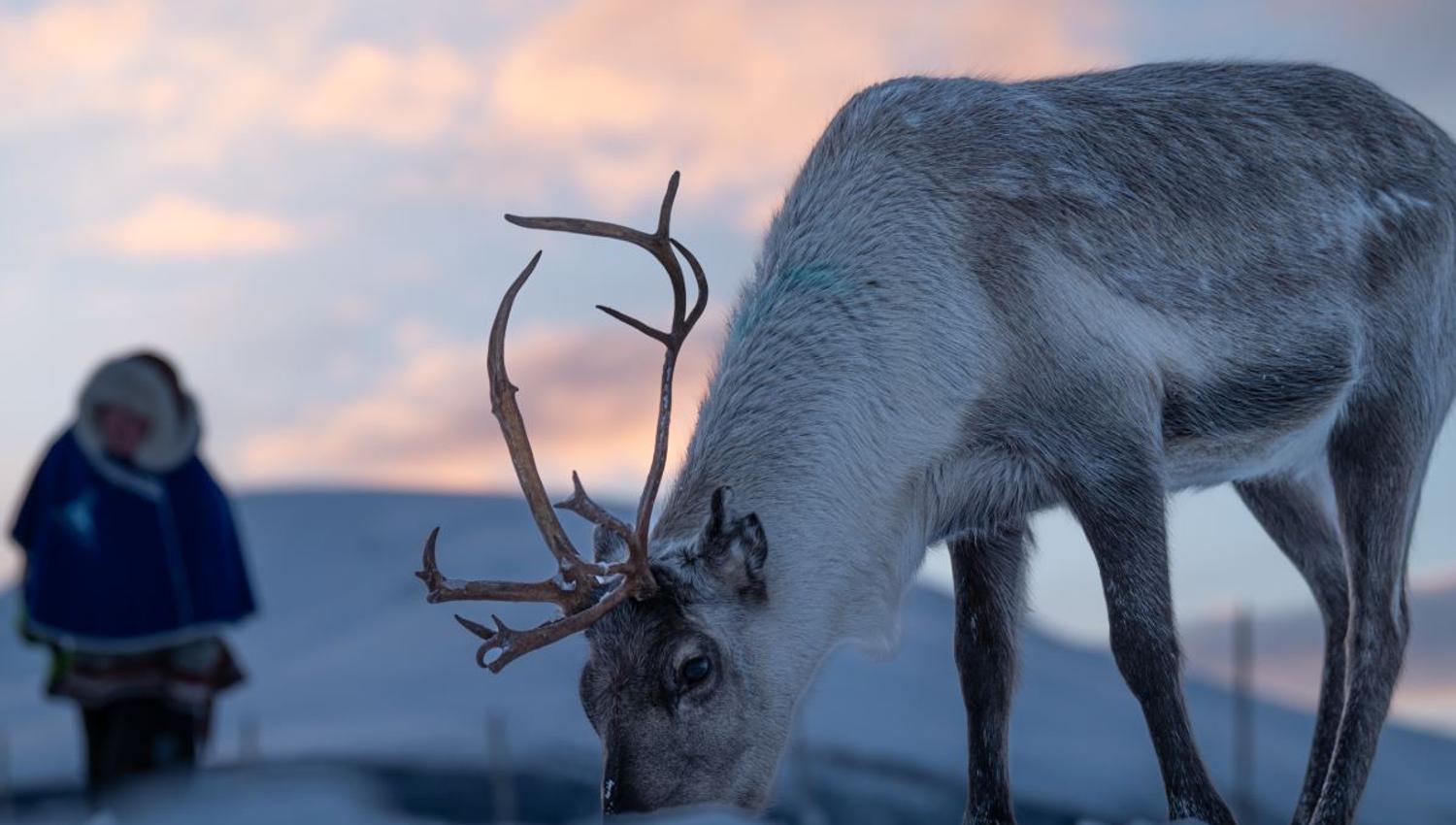 Reindeer with antlers in the snow, bending its head towards the ground.