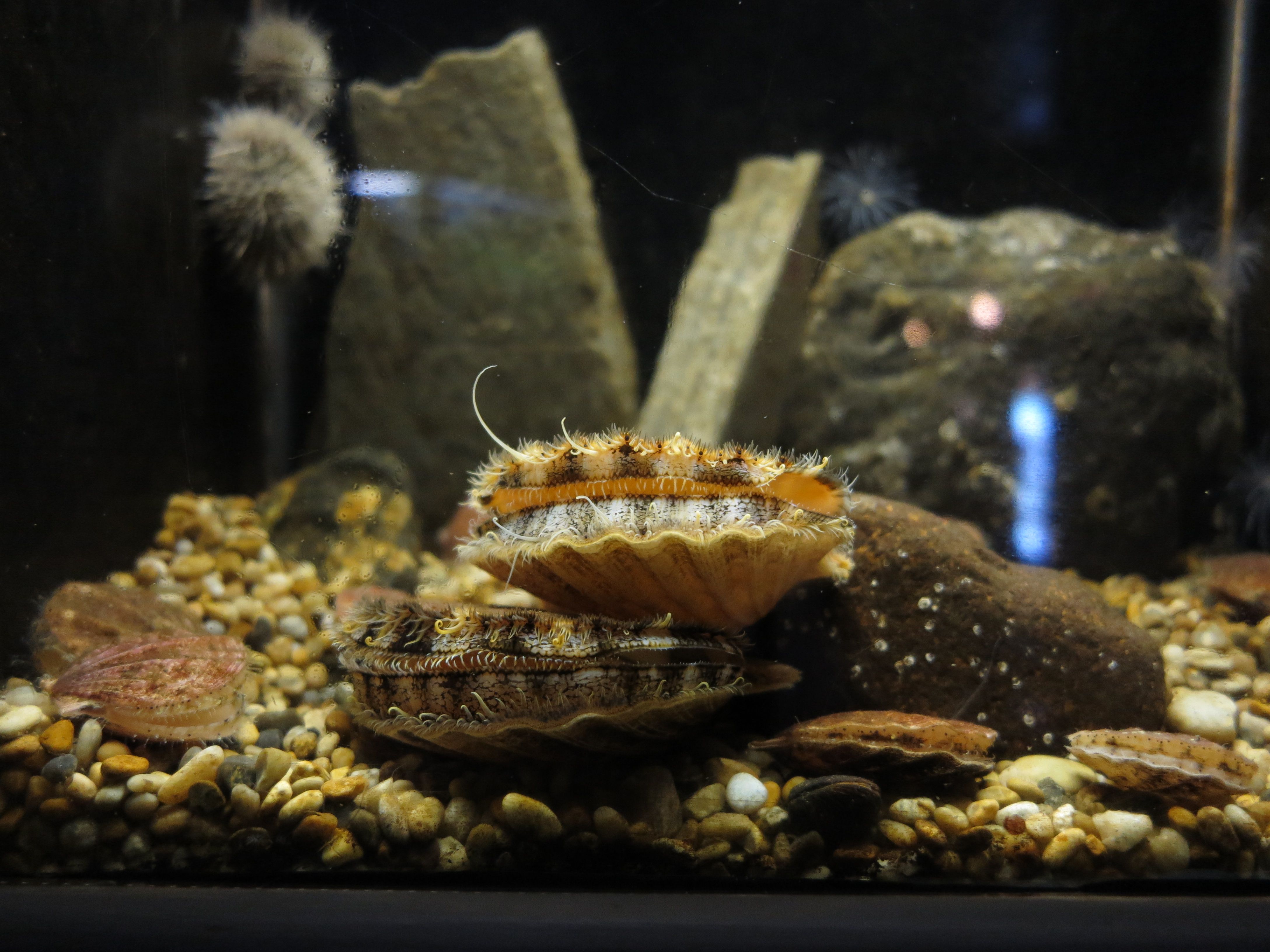 skjell som åpner seg