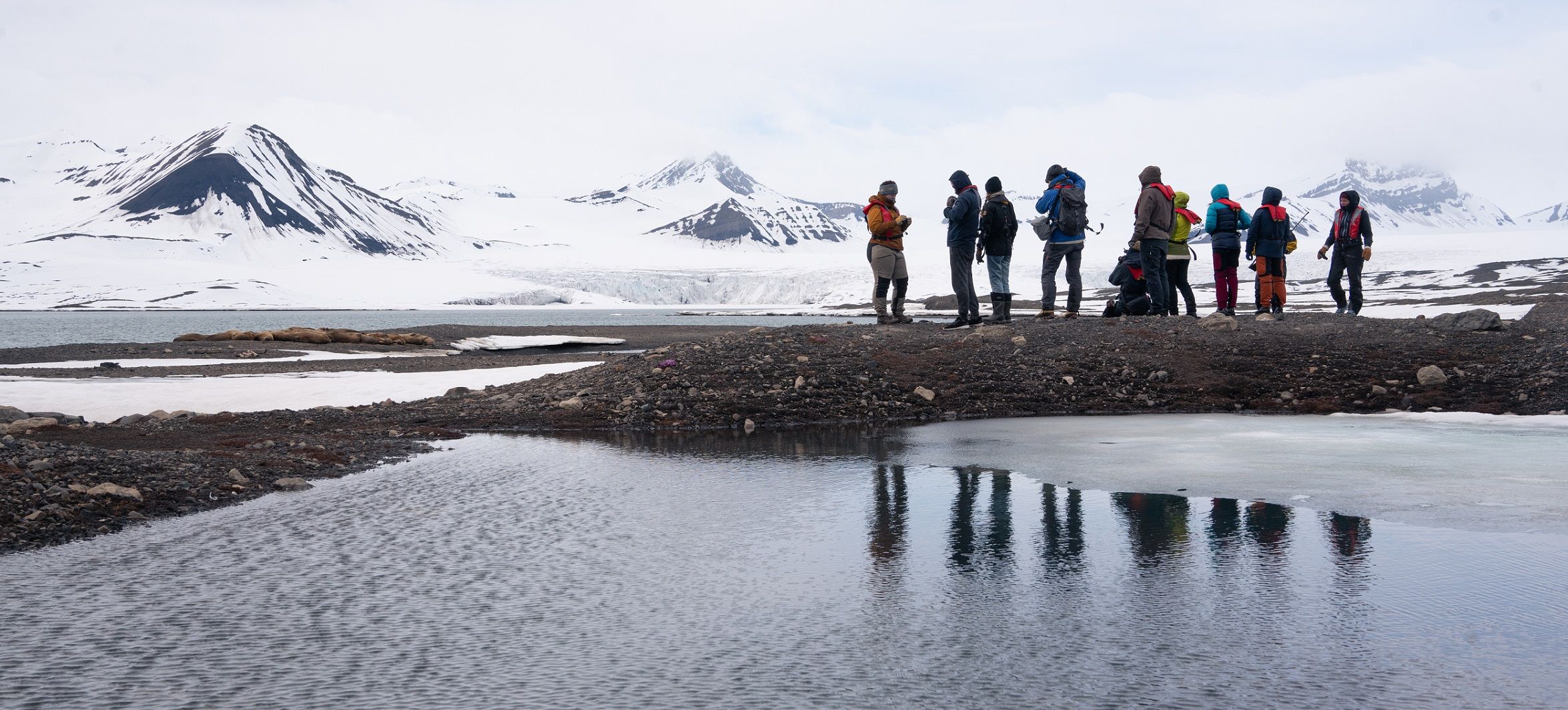 A group of guests observing a walrus colony at a distance