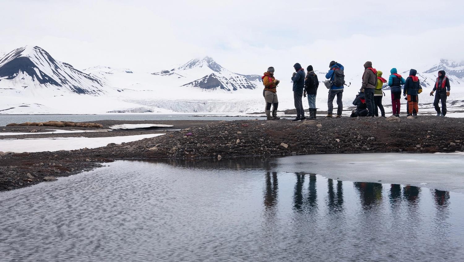 A group of guests observing a walrus colony at a distance