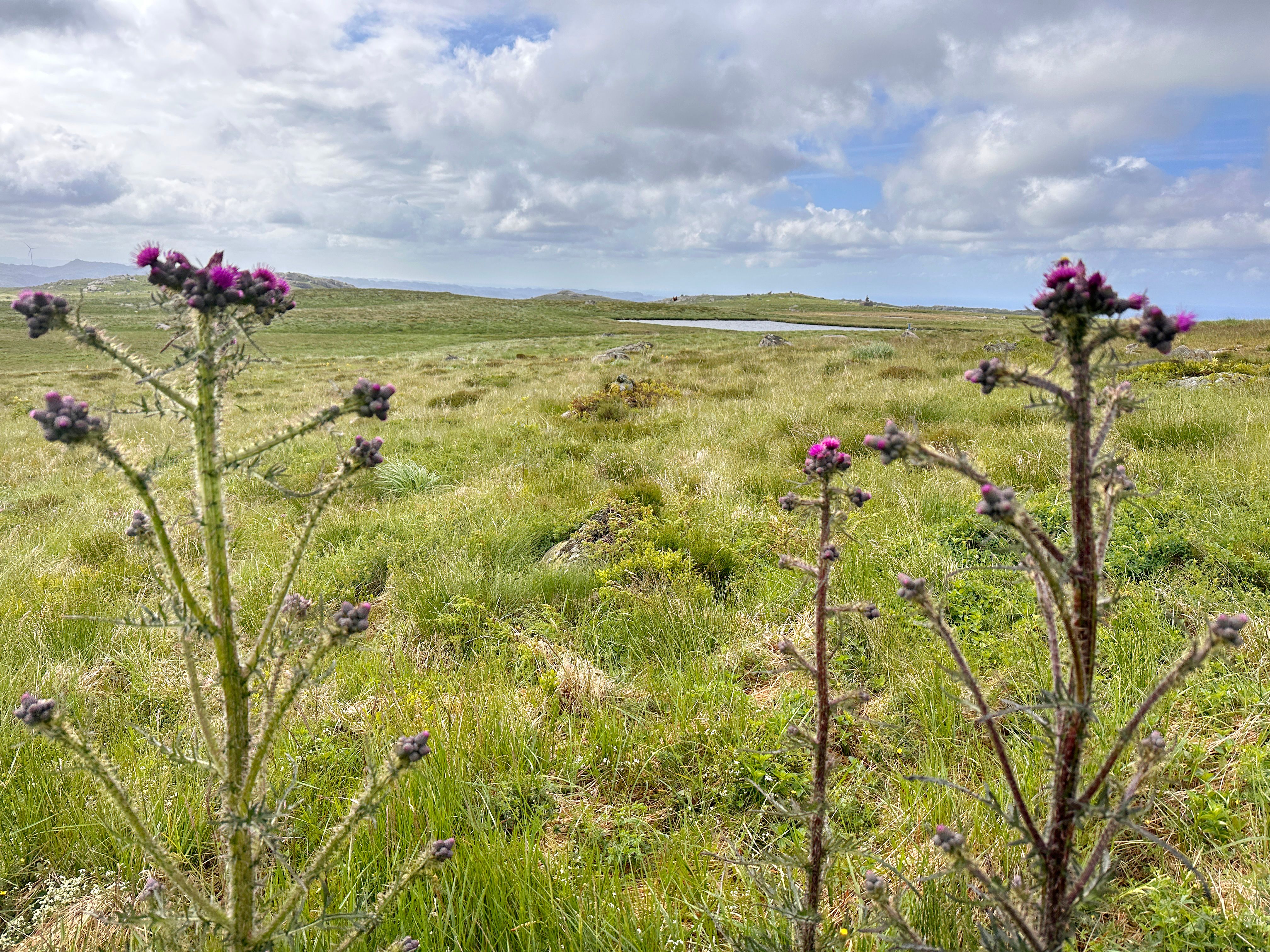 Classic heather and marshland