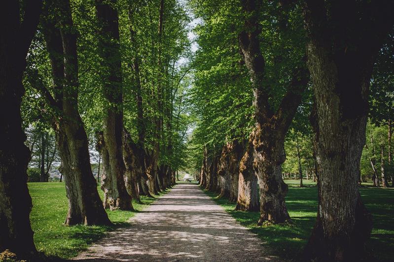 foto en allé i en park- en grusgang går i midten