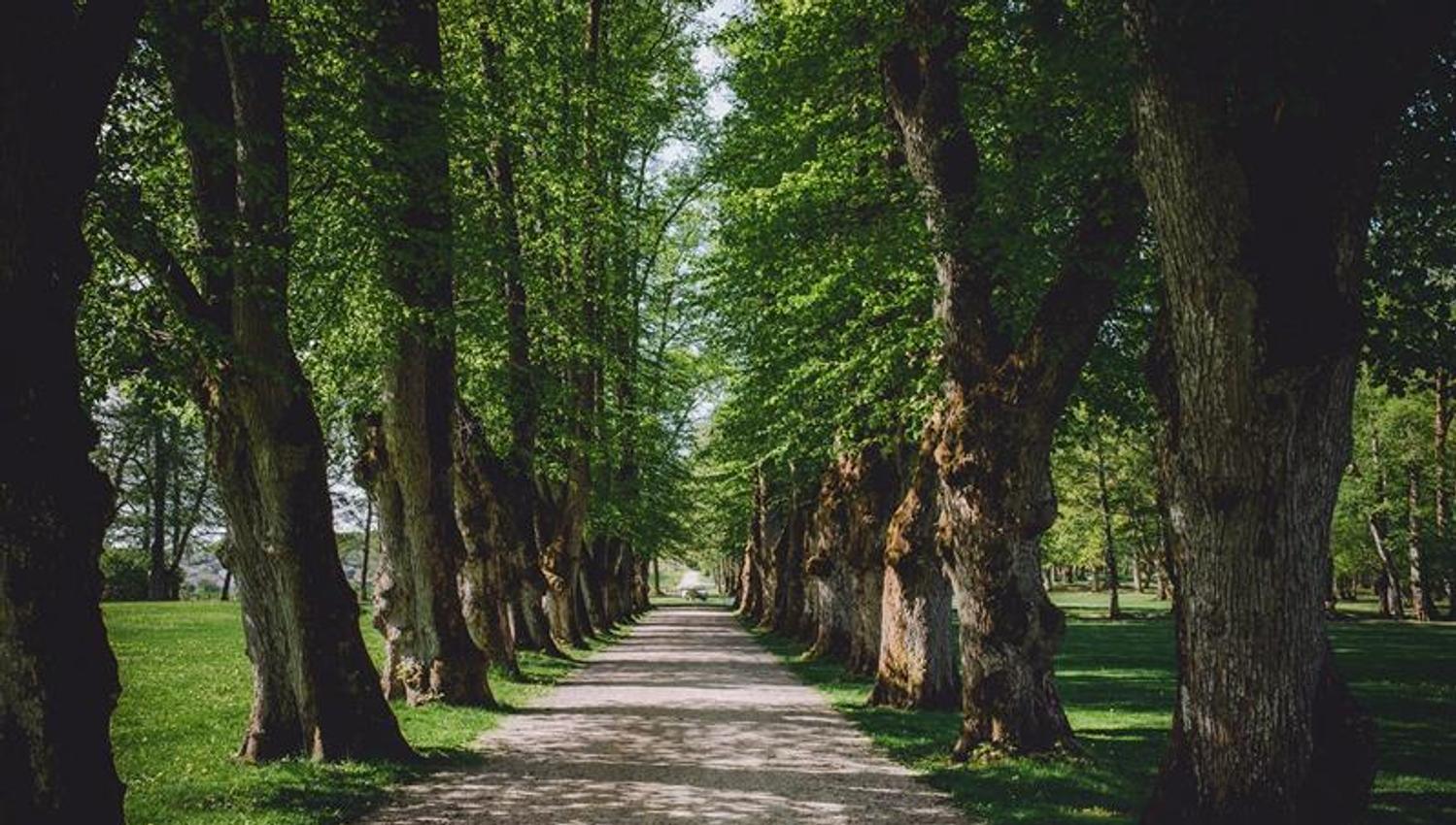 foto en allé i en park- en grusgang går i midten