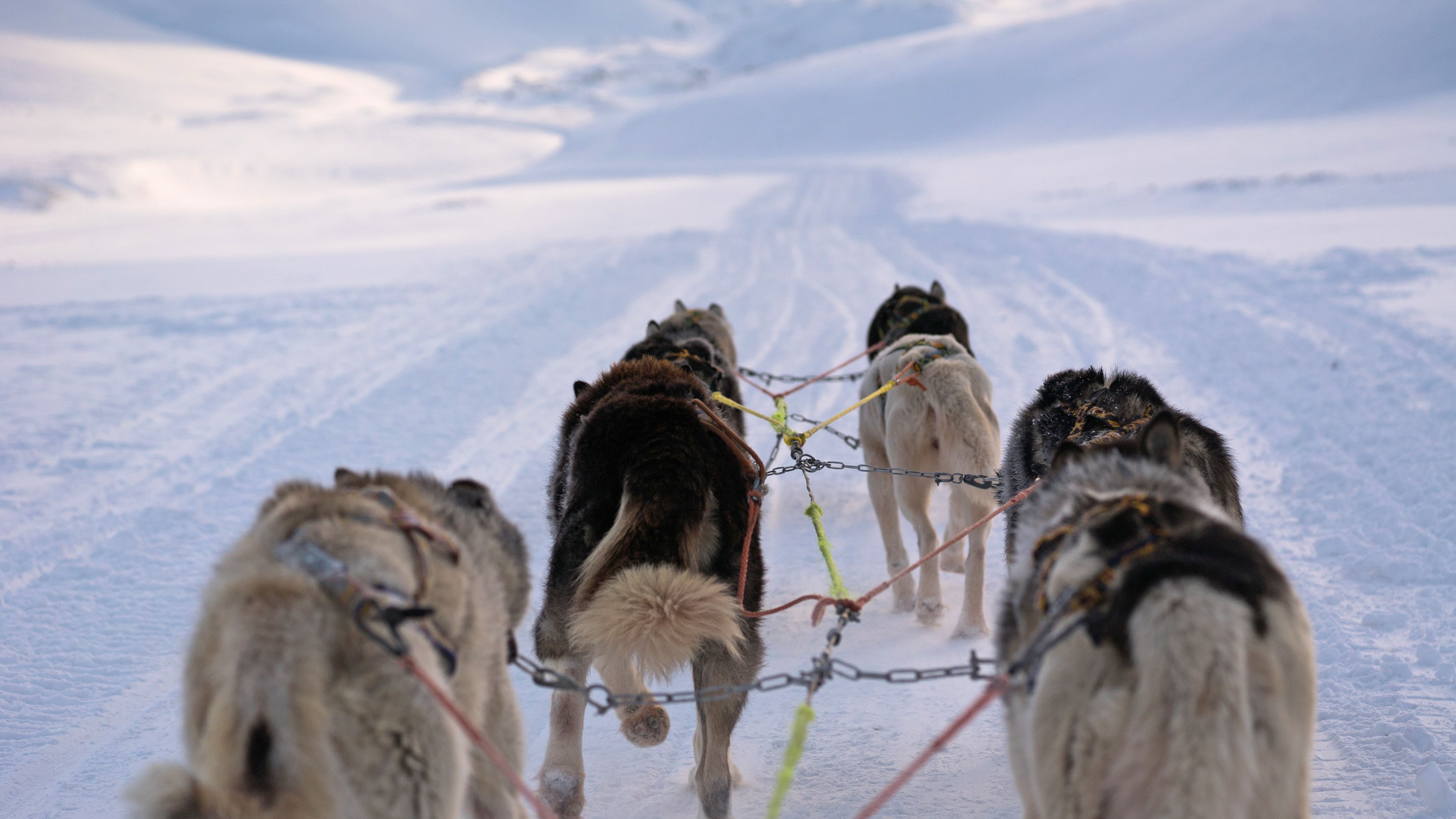 Team of sled-dogs running