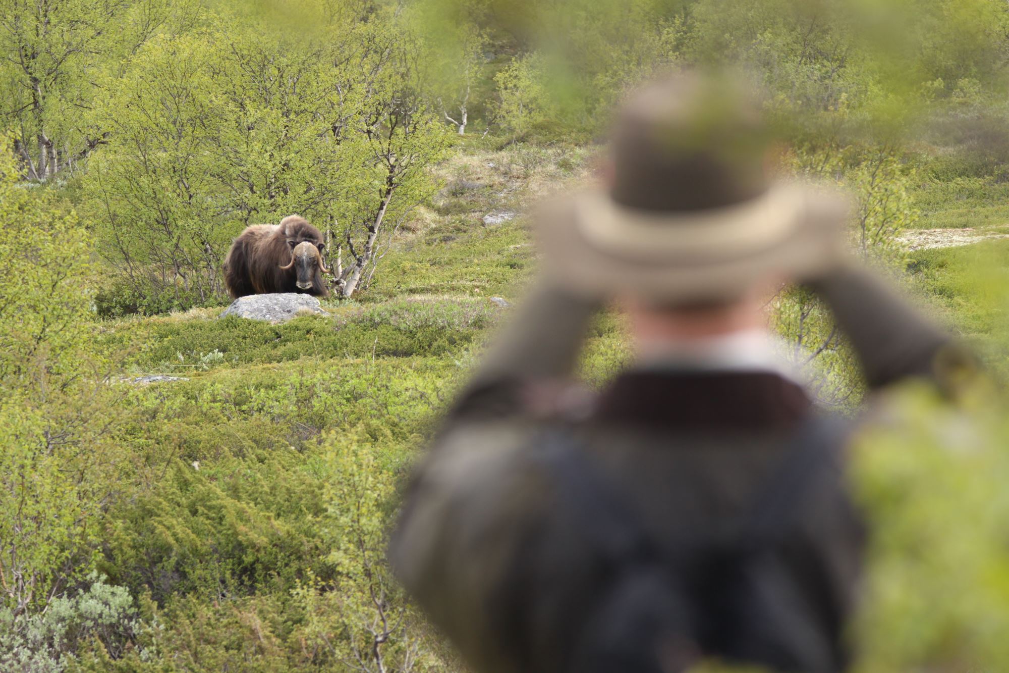 Moskussafari