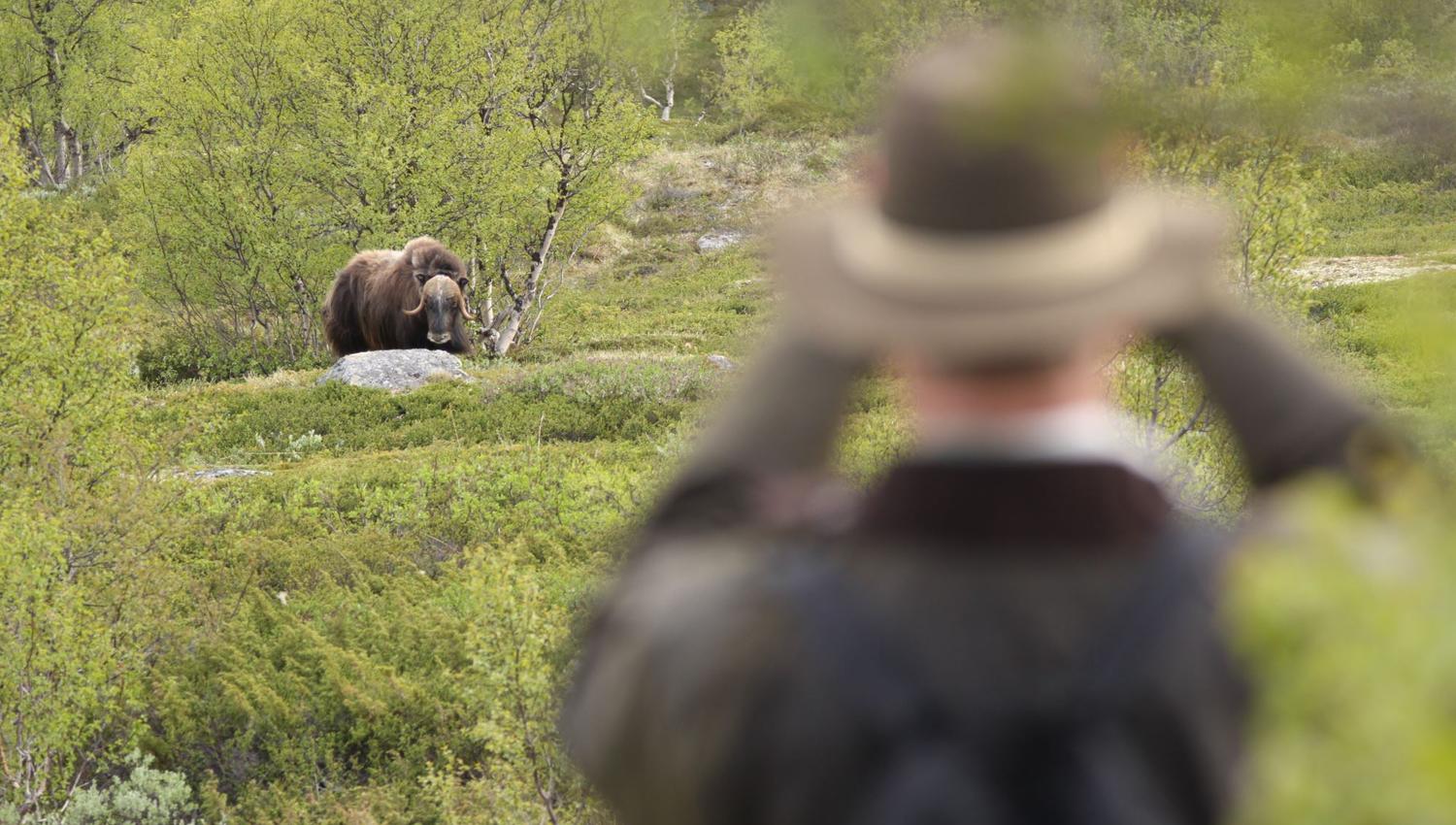 Moskussafari