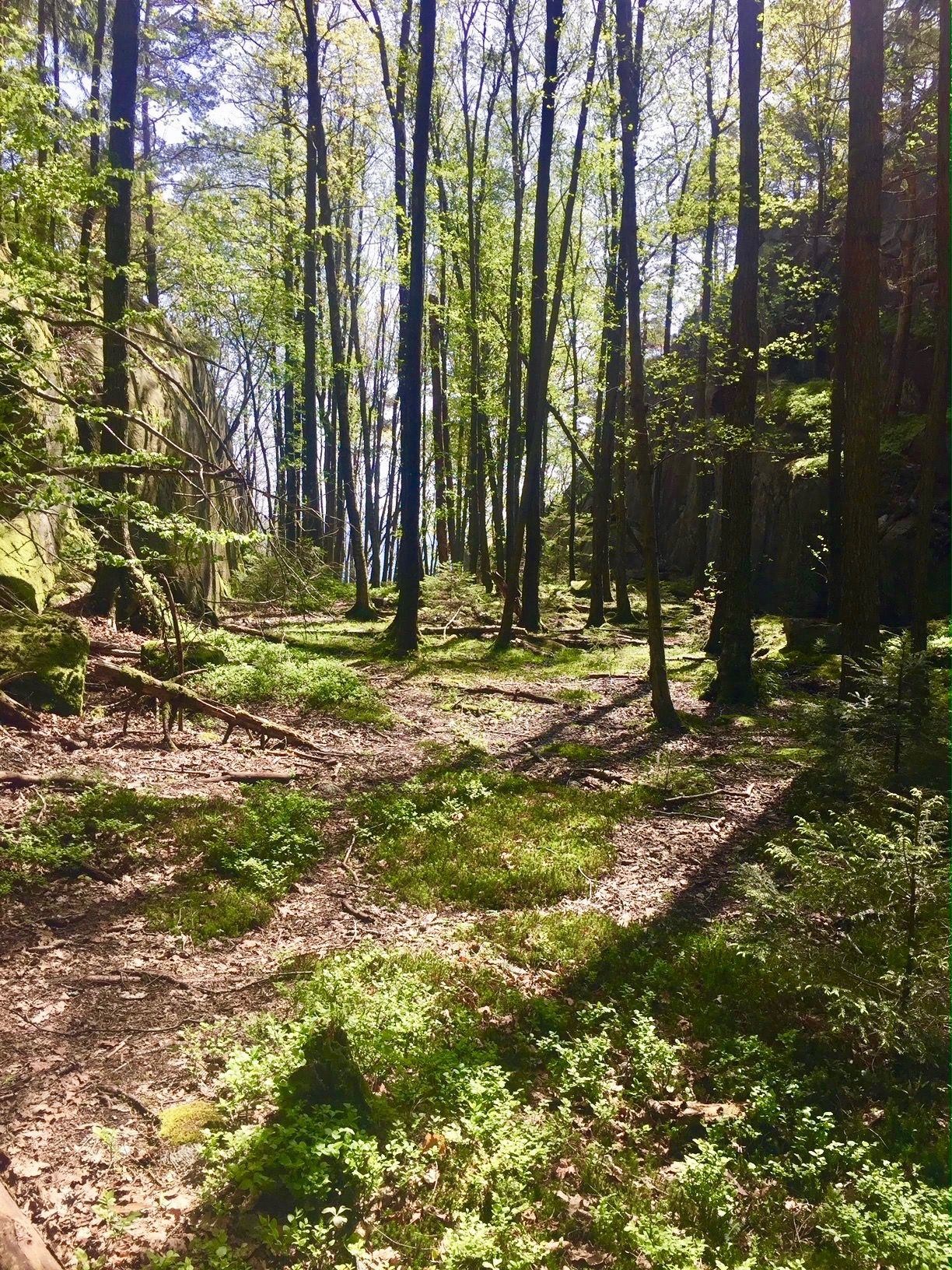 Løvskog på Skauerøya Lillesand