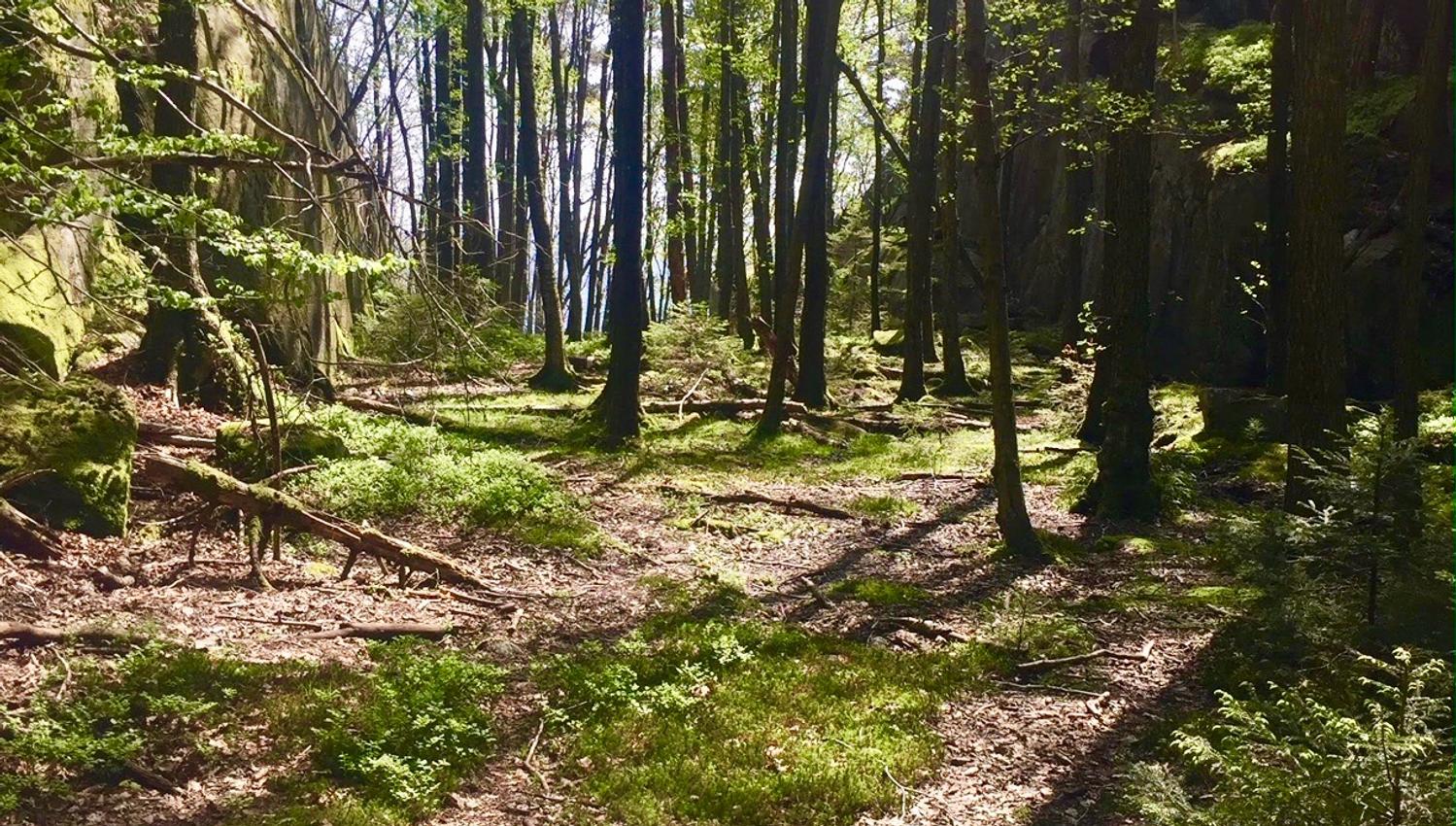 Løvskog på Skauerøya Lillesand