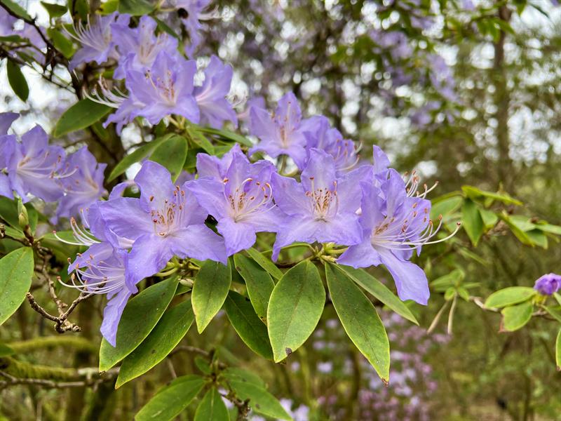 Rhododendron augustinii Arboretet