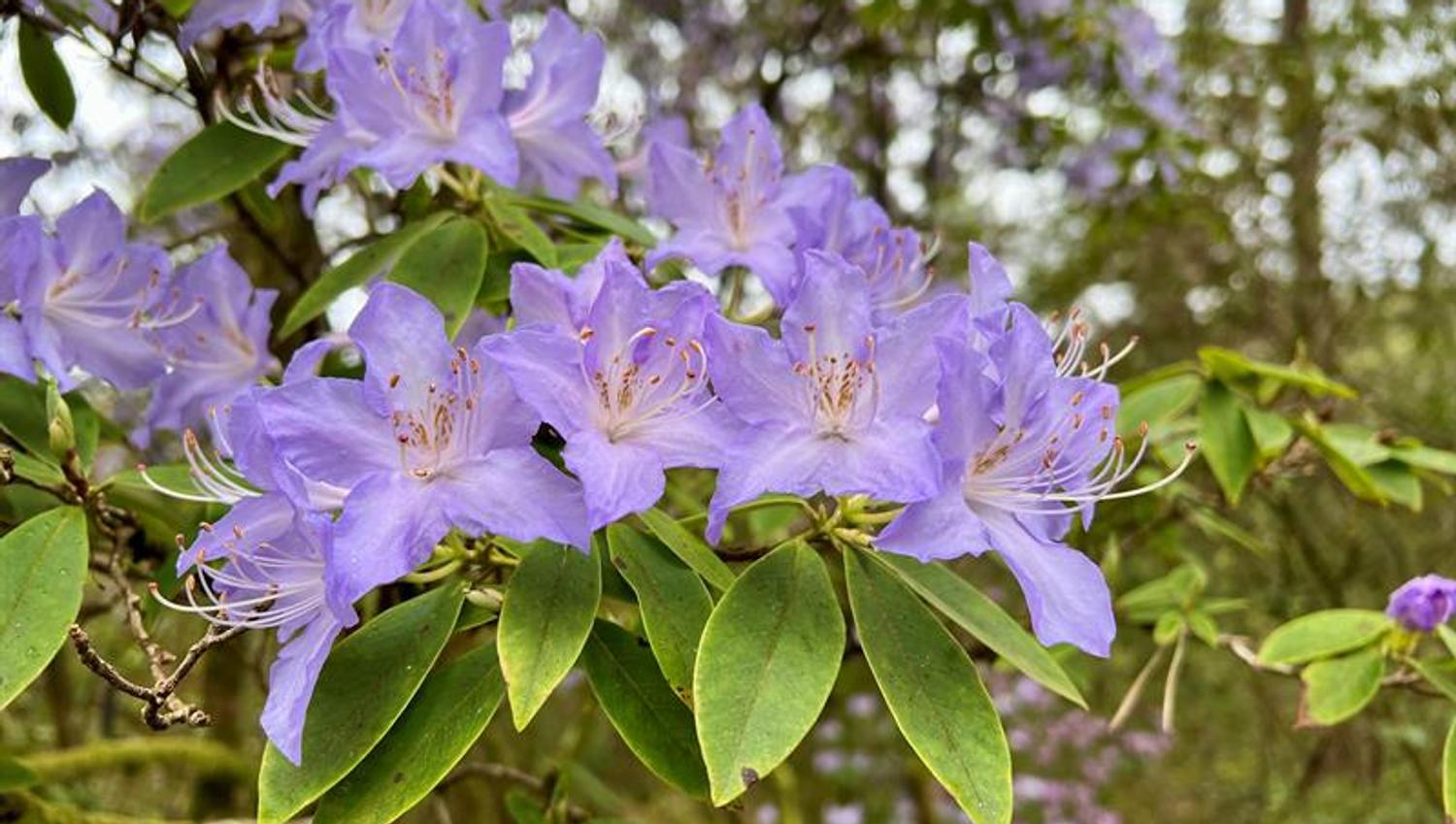 Rhododendron augustinii Arboretet
