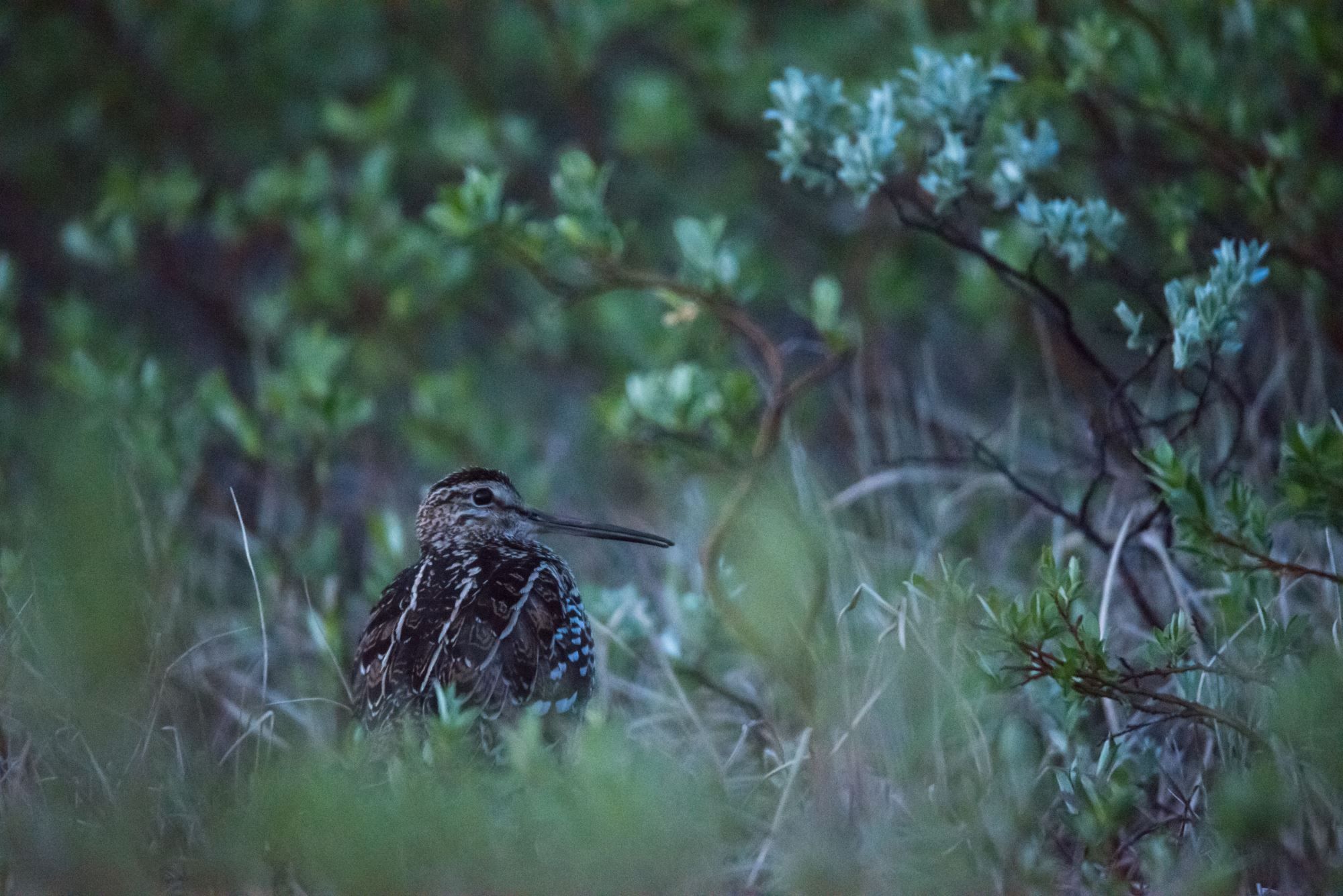 Bird watching with guide