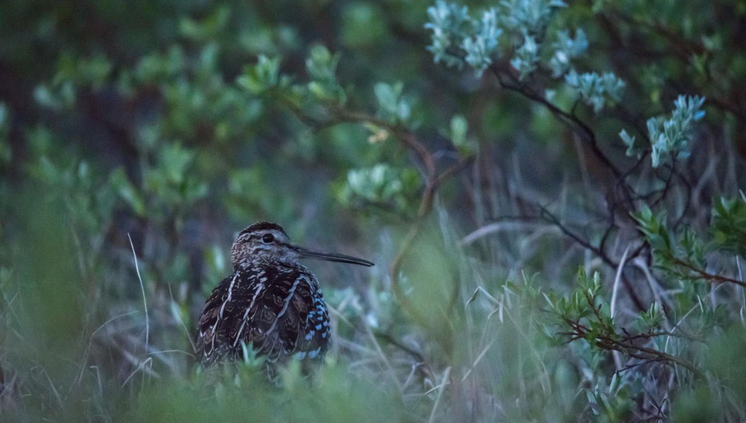 Bird watching with guide