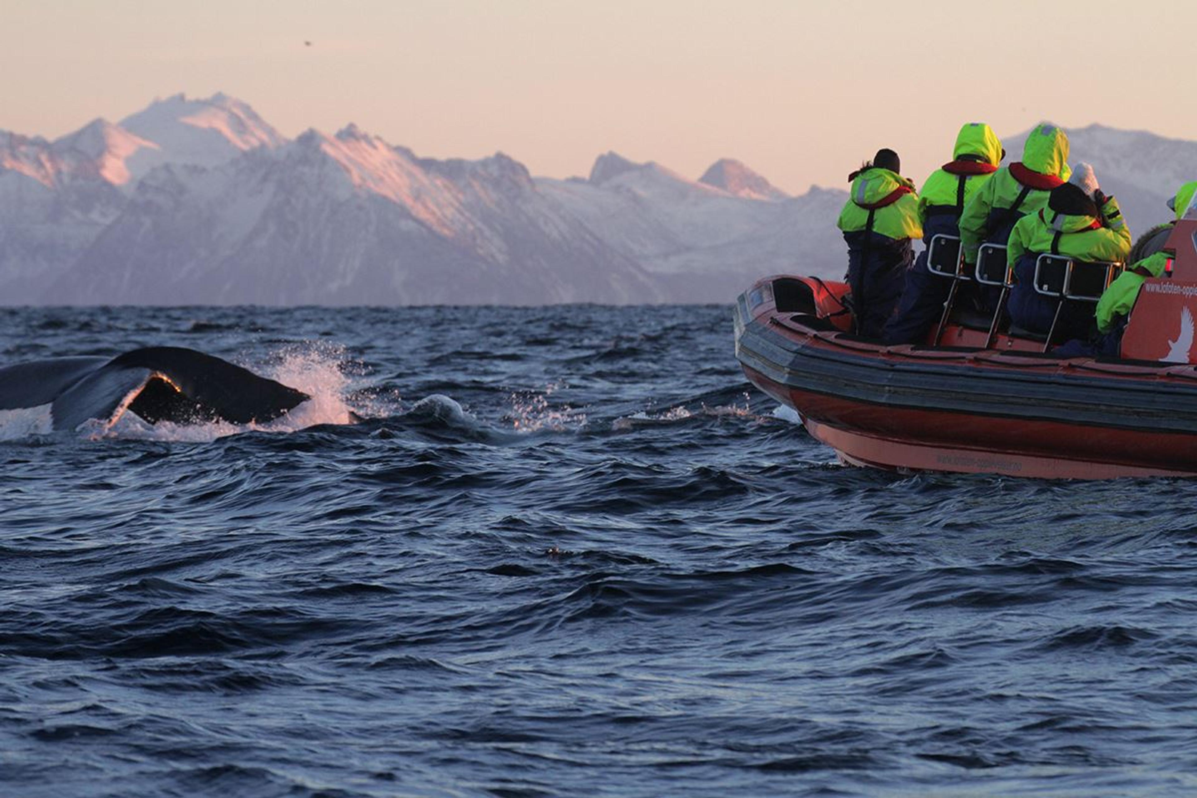 Orca Safari from Skjervøy in Troms- Lofoten Opplevelser